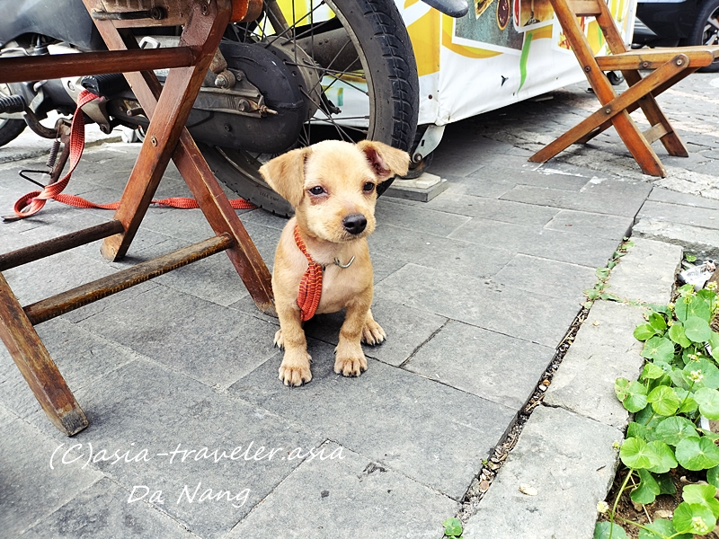 ダナンのカフェに佇む赤い首輪の子犬