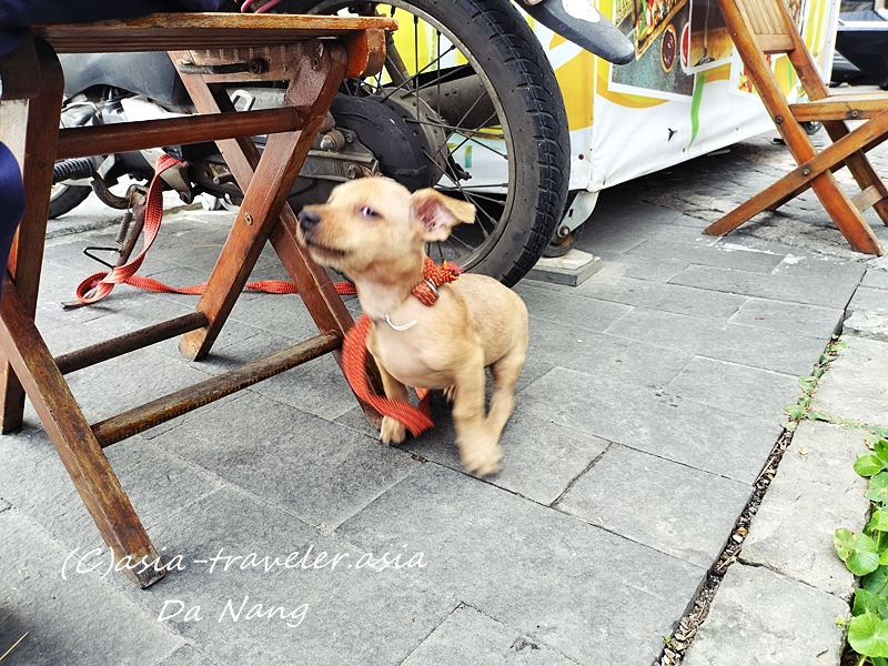ダナンのカフェでくつろぐ茶色の子犬