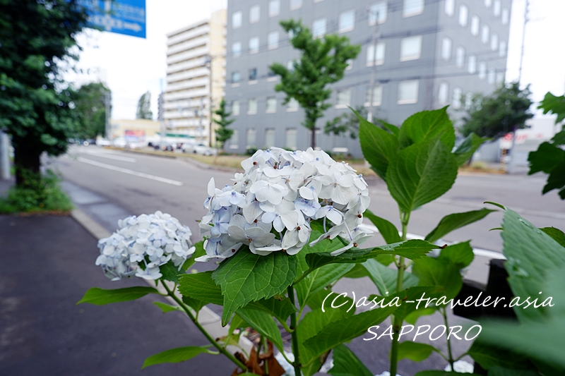 札幌 あじさい