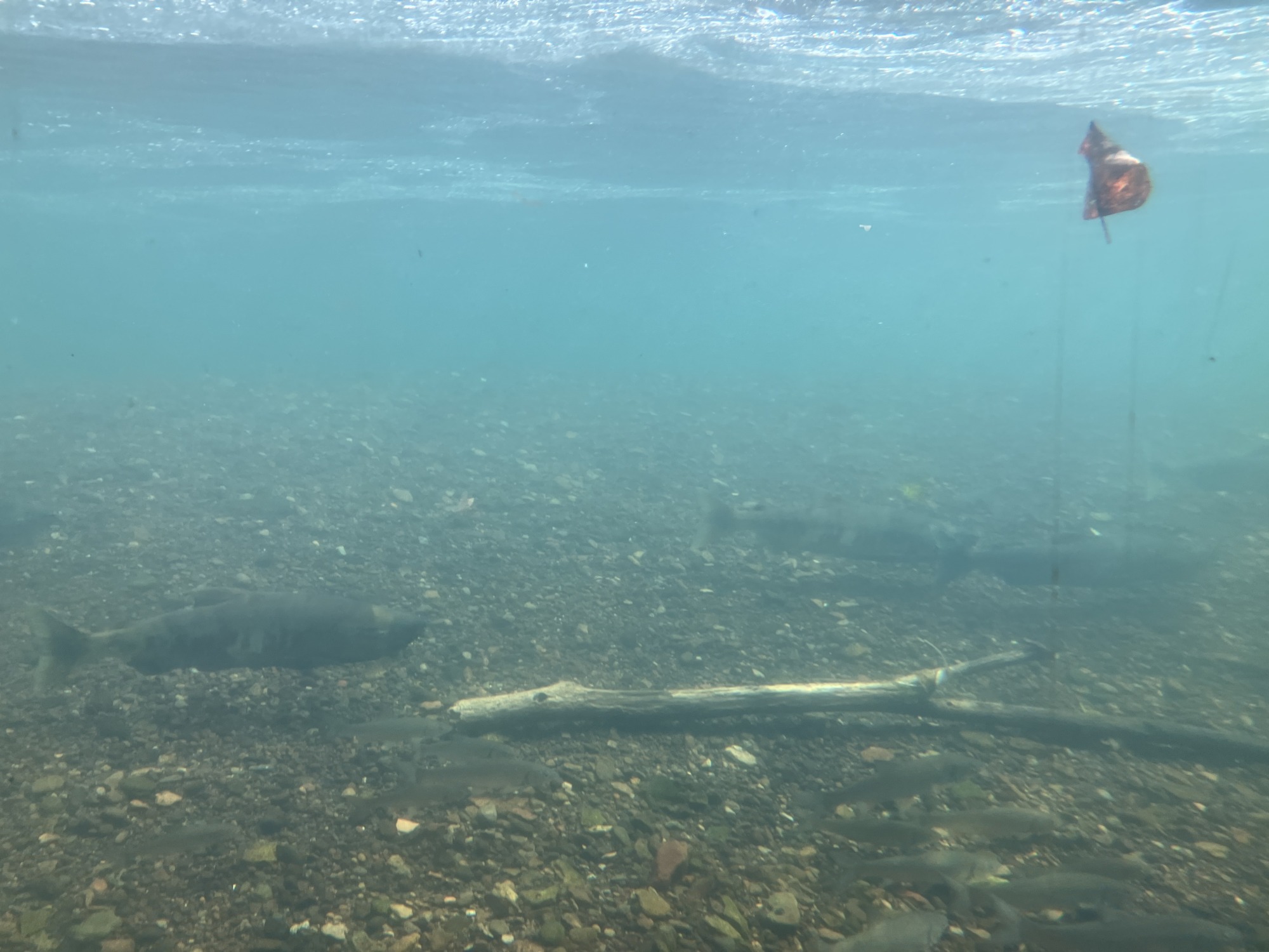 サケのふるさと 千歳水族館