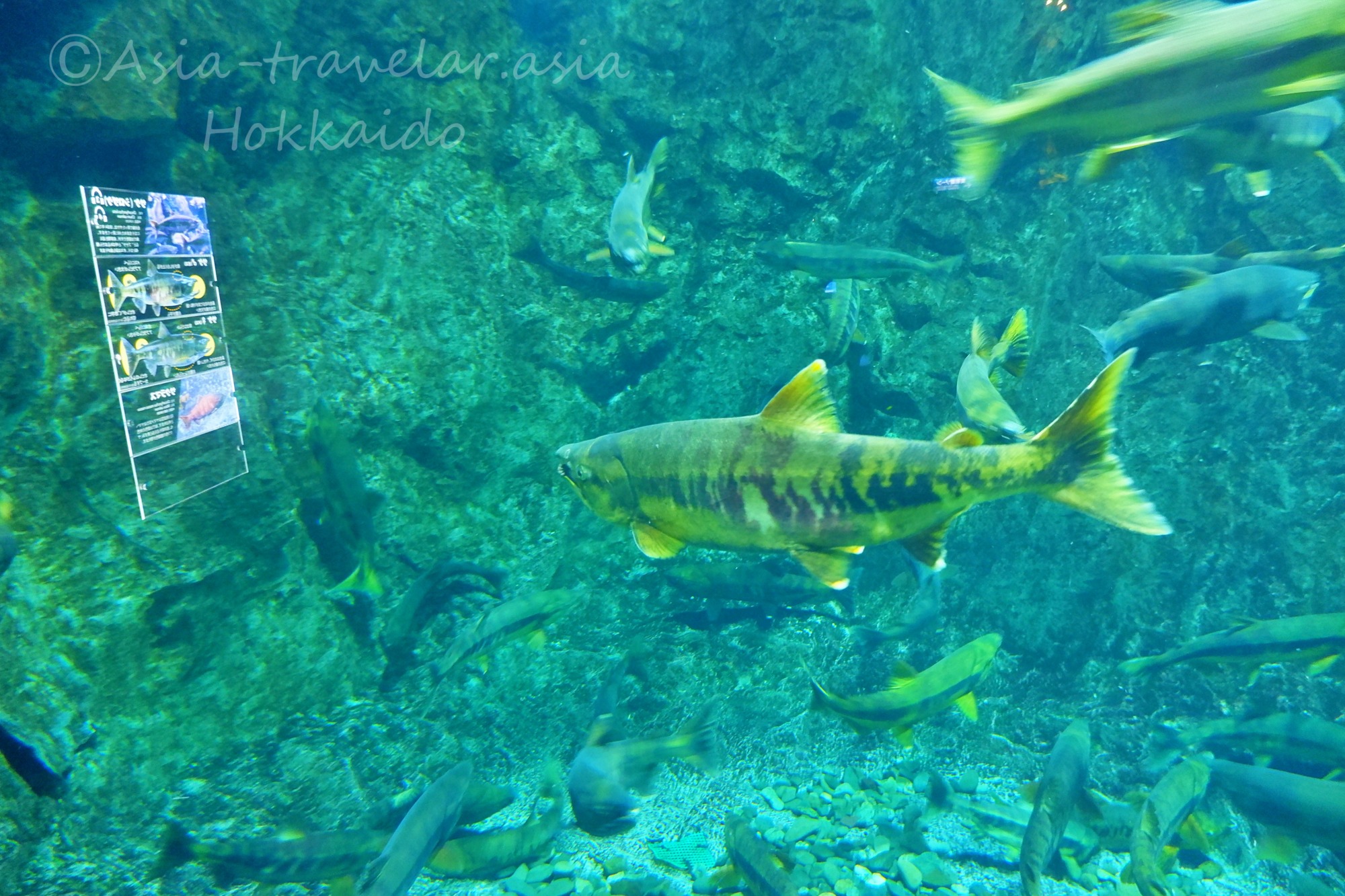 サケのふるさと 千歳水族館