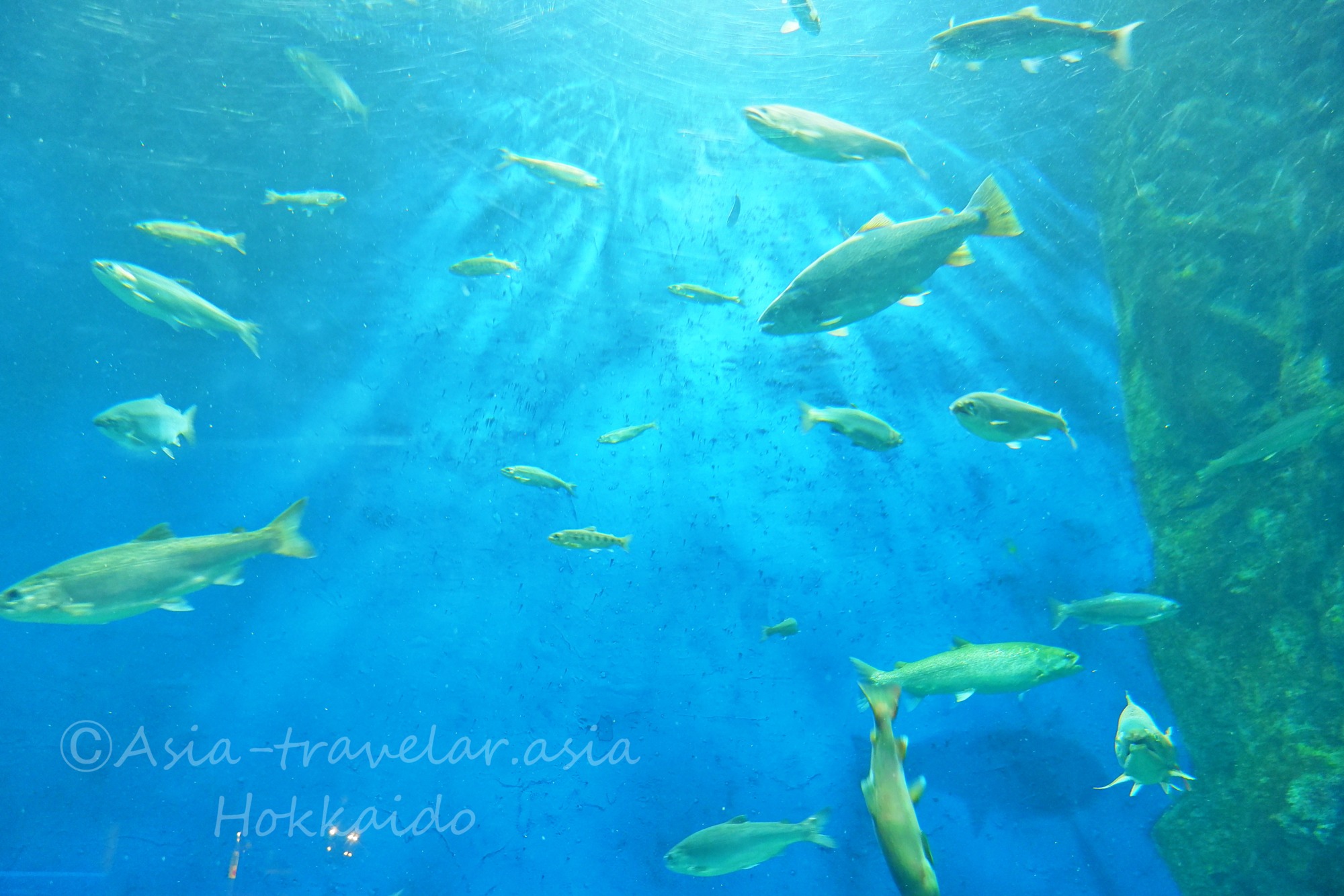 サケのふるさと 千歳水族館