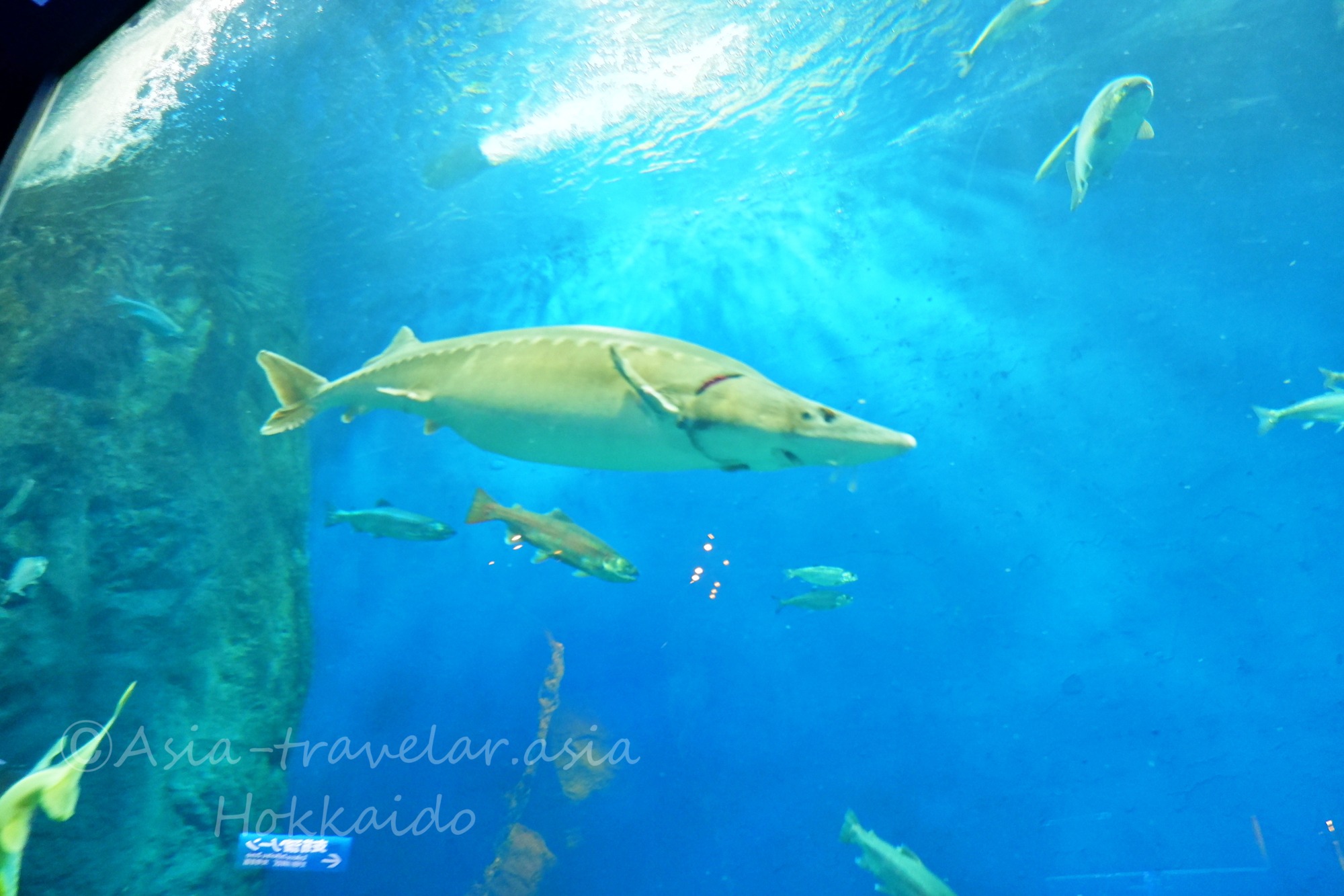 サケのふるさと 千歳水族館