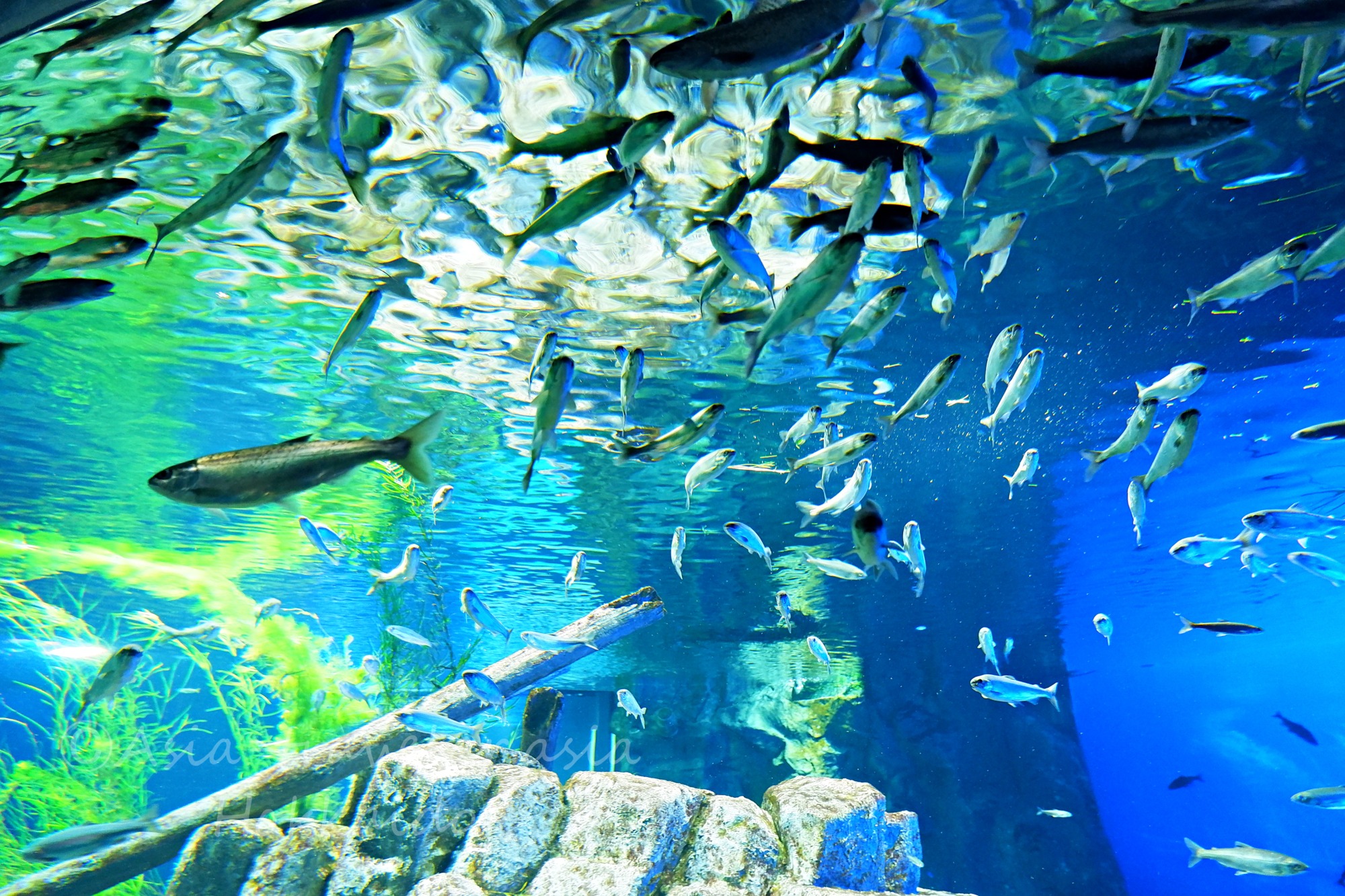 サケのふるさと 千歳水族館