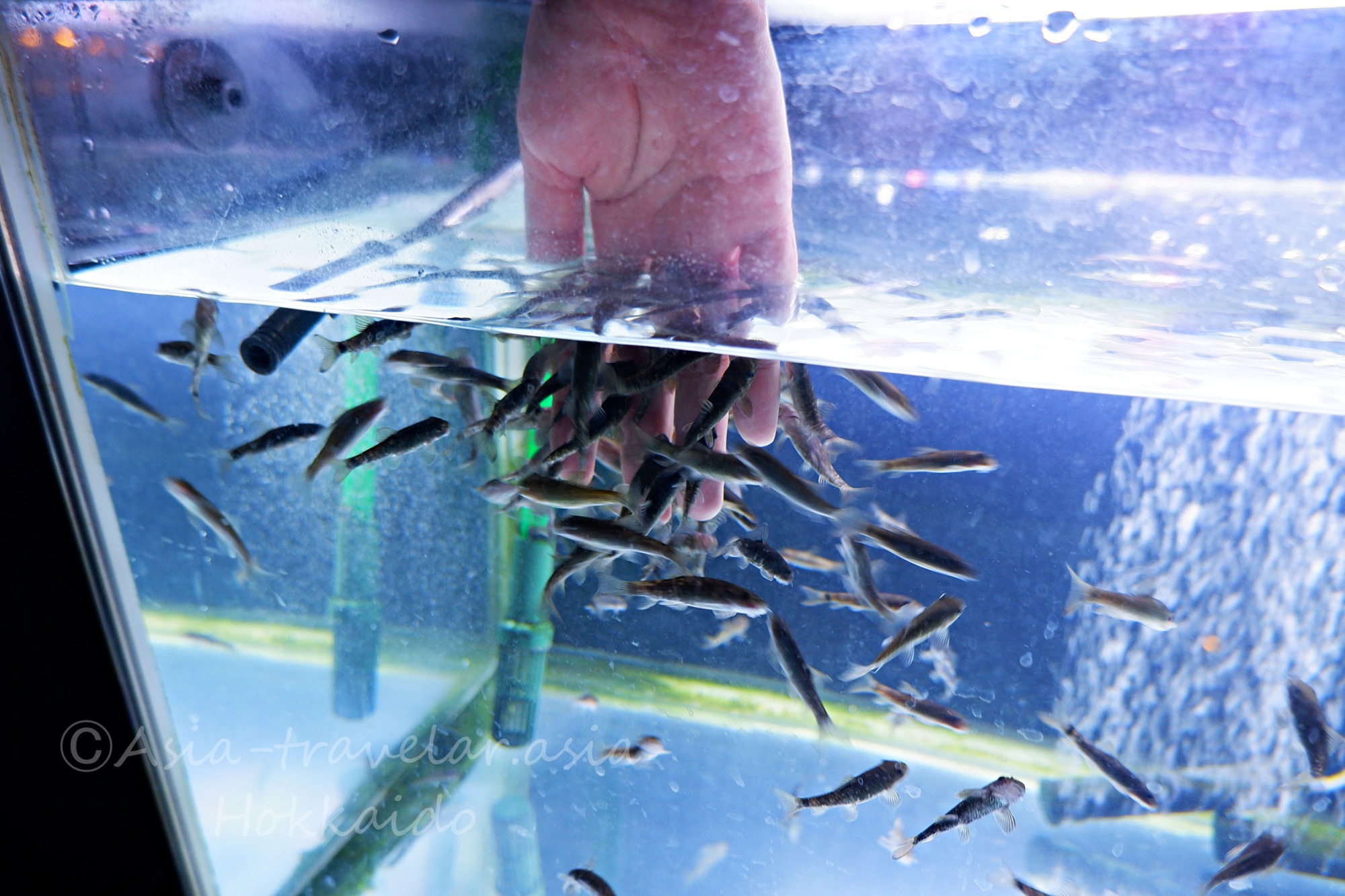 サケのふるさと 千歳水族館