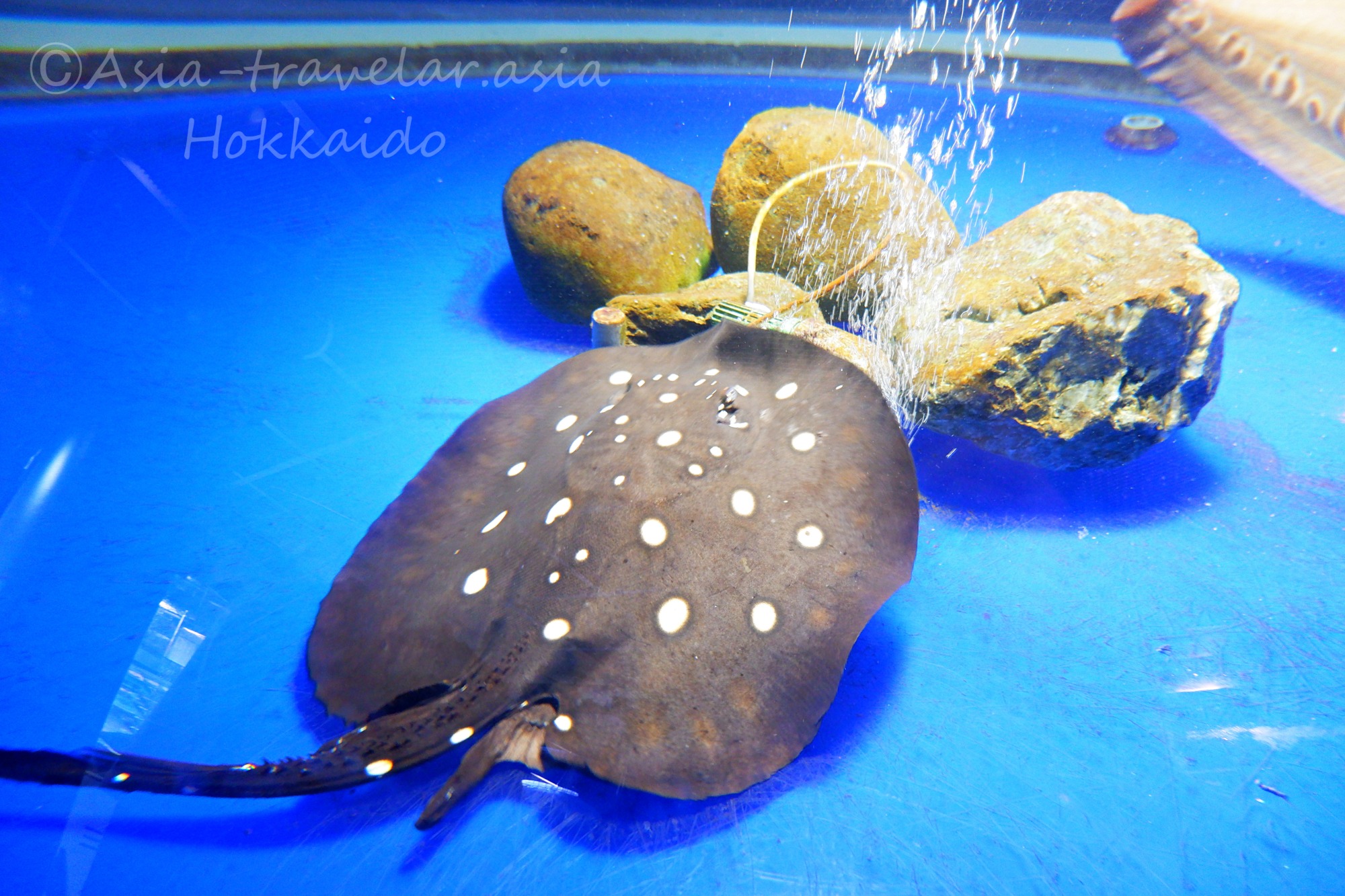 サケのふるさと 千歳水族館