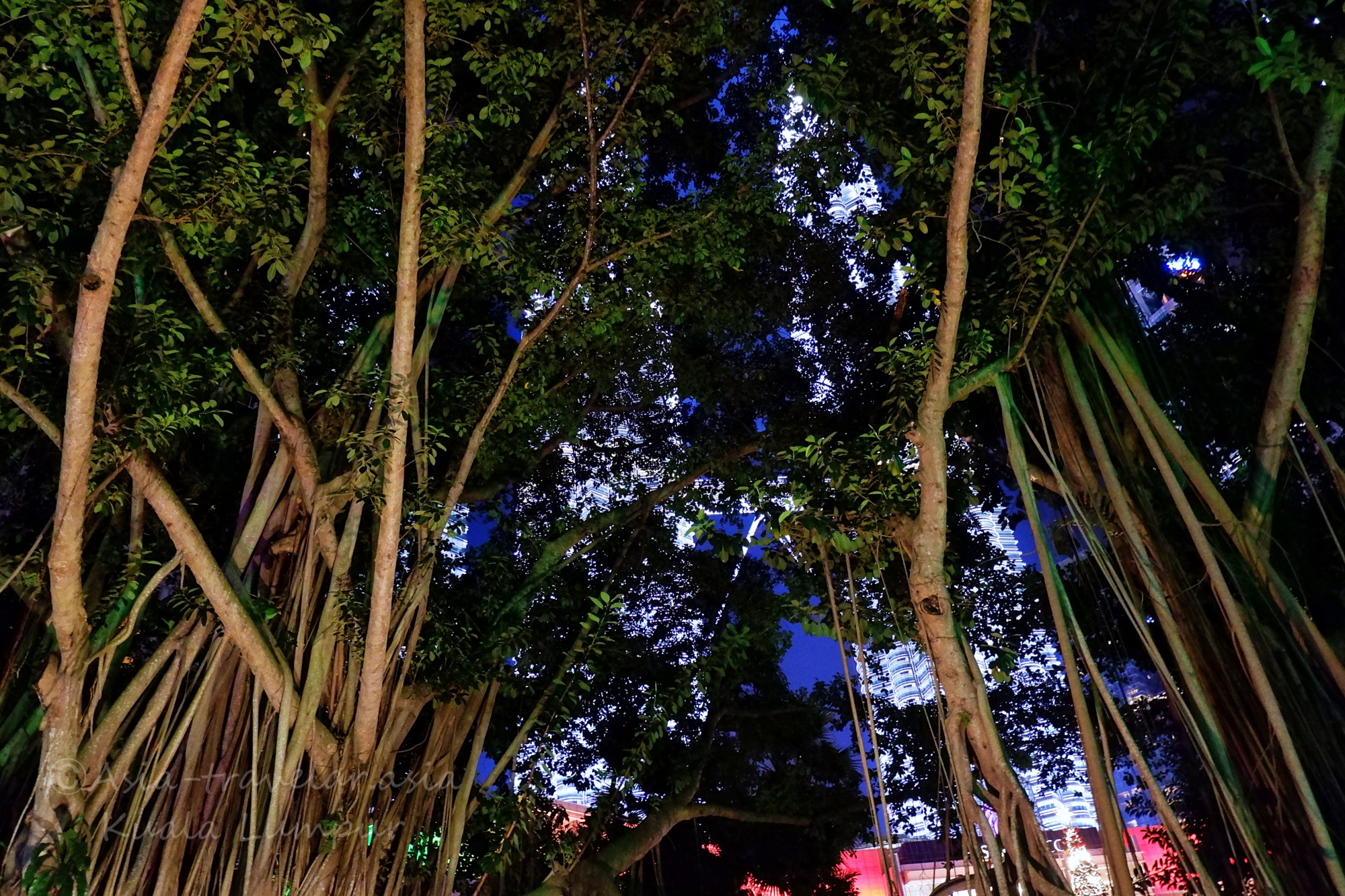 夜のKLCC公園でライトアップされたガジュマルの木々