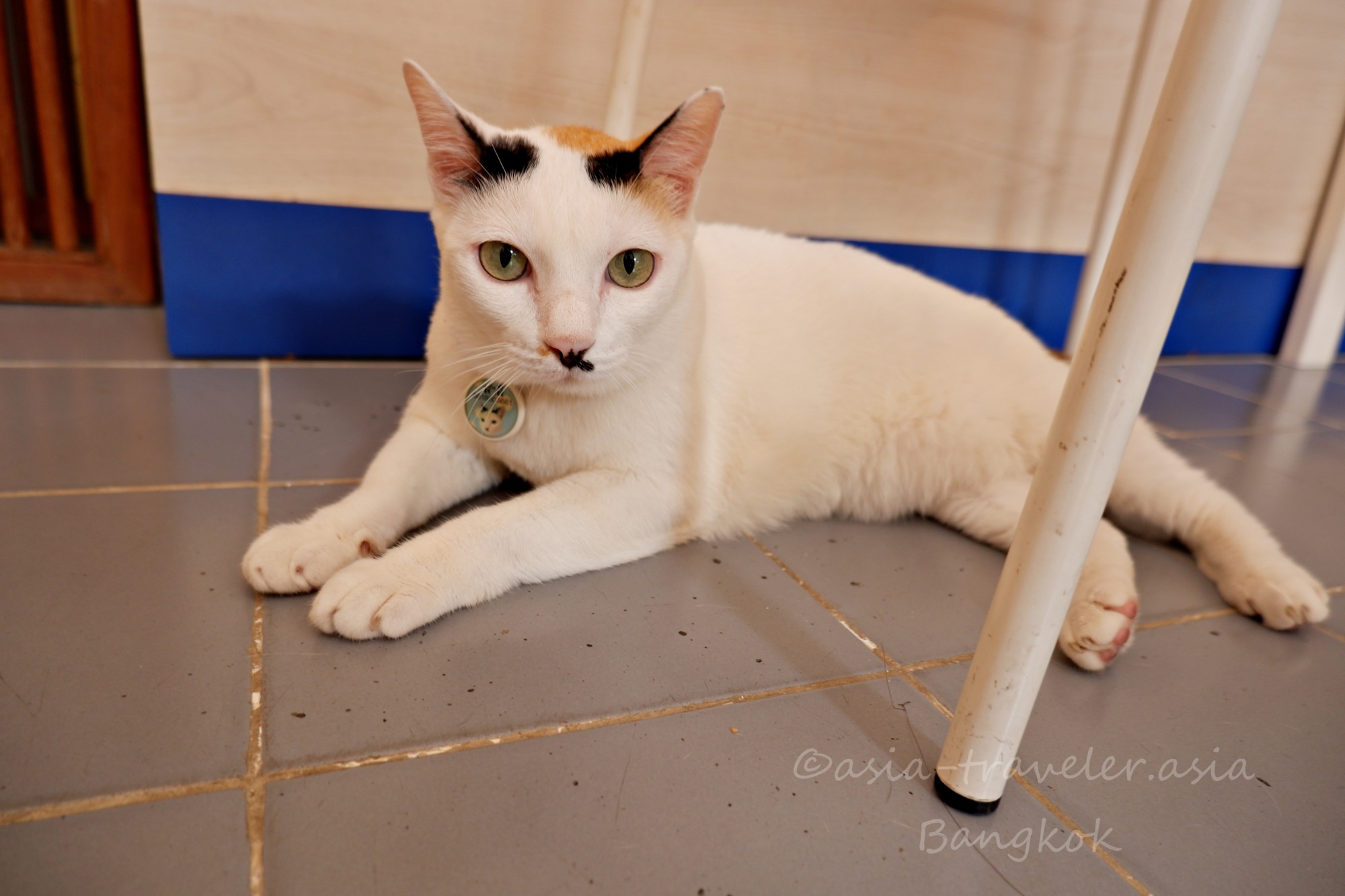 バンコクのカフェでくつろぐ看板猫sumlee