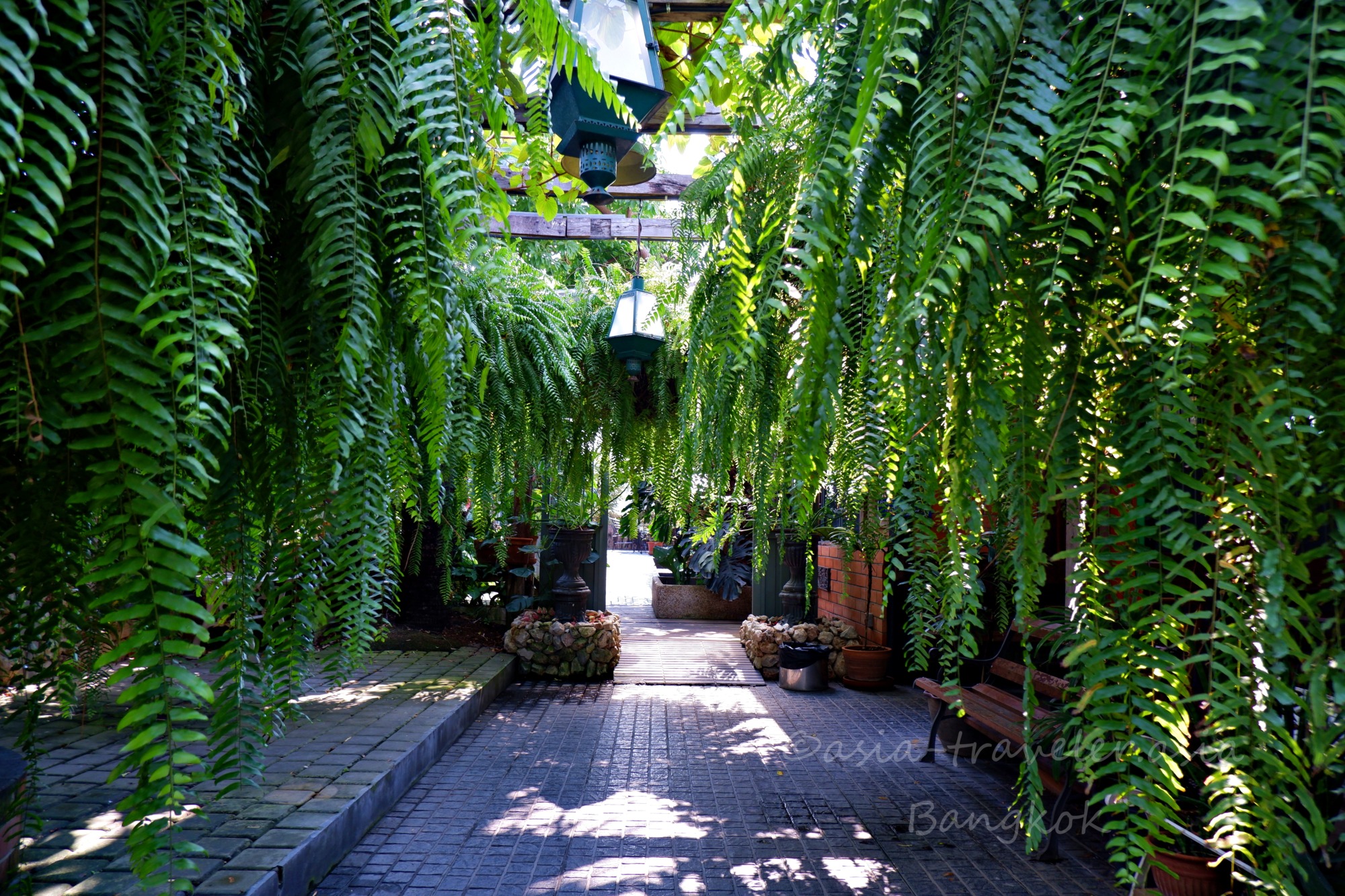 バンコクのカフェ入口を彩るシダ植物のグリーントンネル