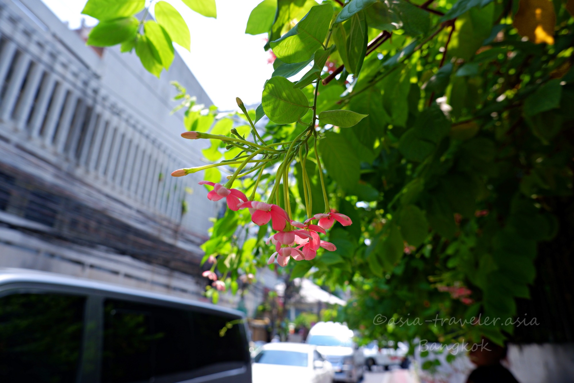 バンコク・プロンポンの街路に咲くピンクの花
