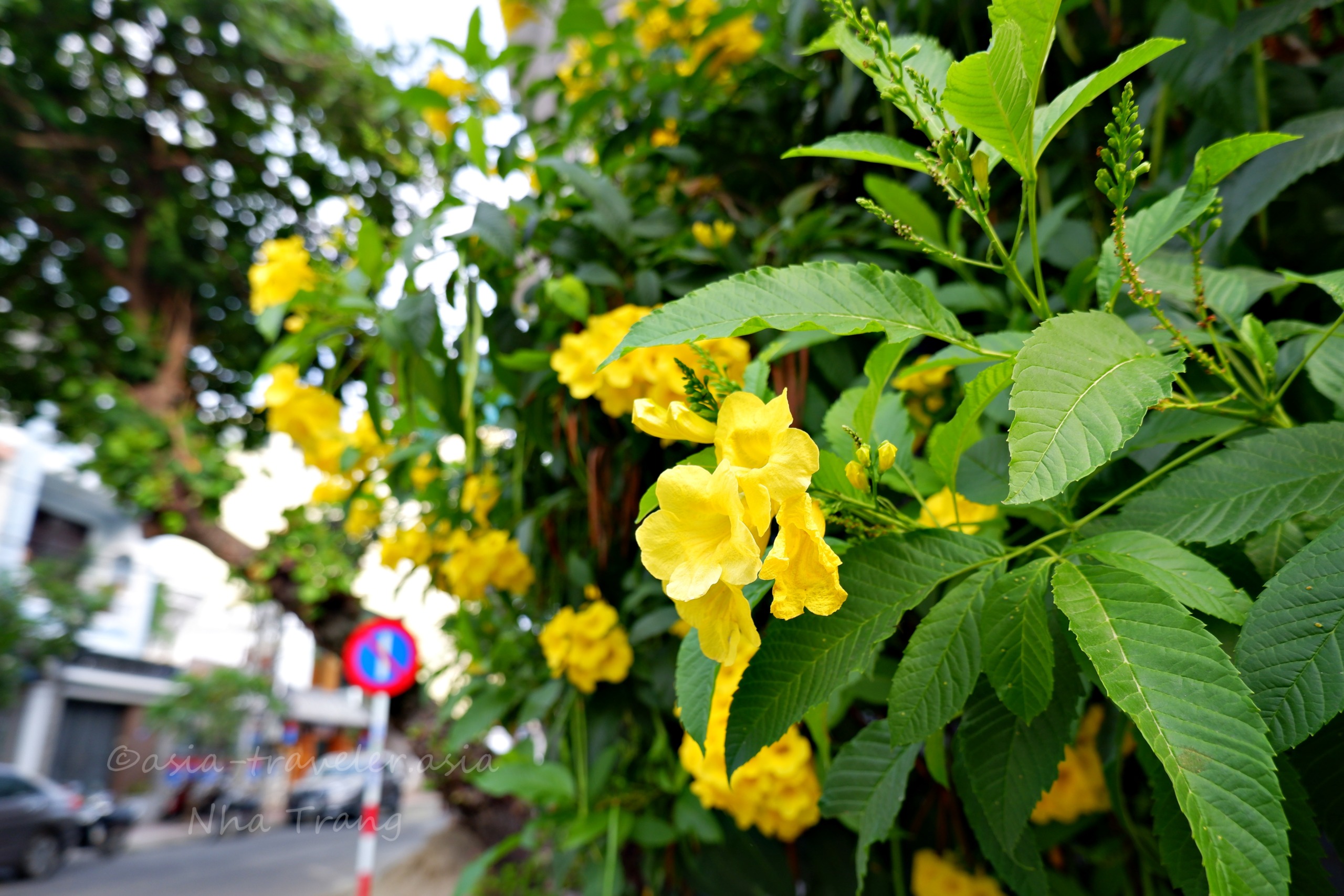 ニャチャンの街路に咲く黄色いノウゼンカズラ