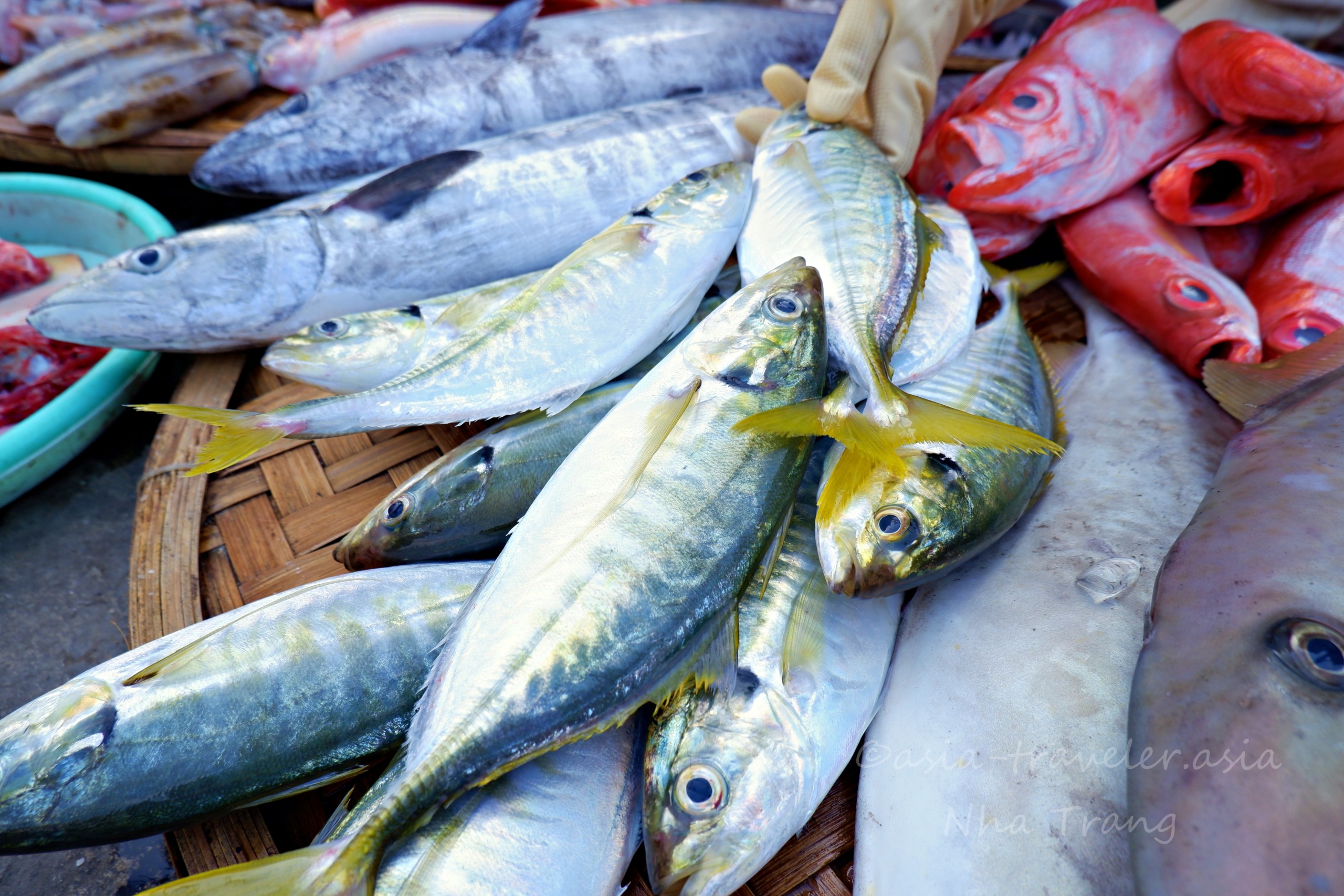 ニャチャン・ソムモイ市場場外に並ぶ新鮮なアジと鮮魚