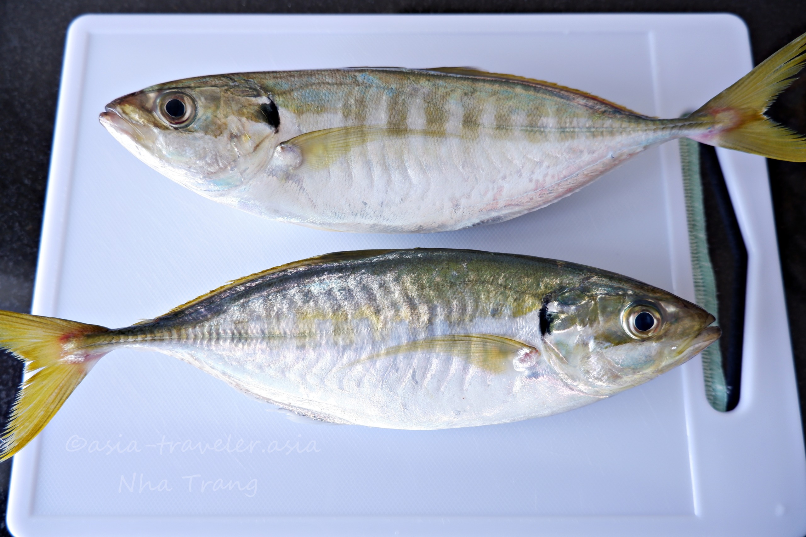 ニャチャン・ソムモイ市場で購入した新鮮な鯵2尾