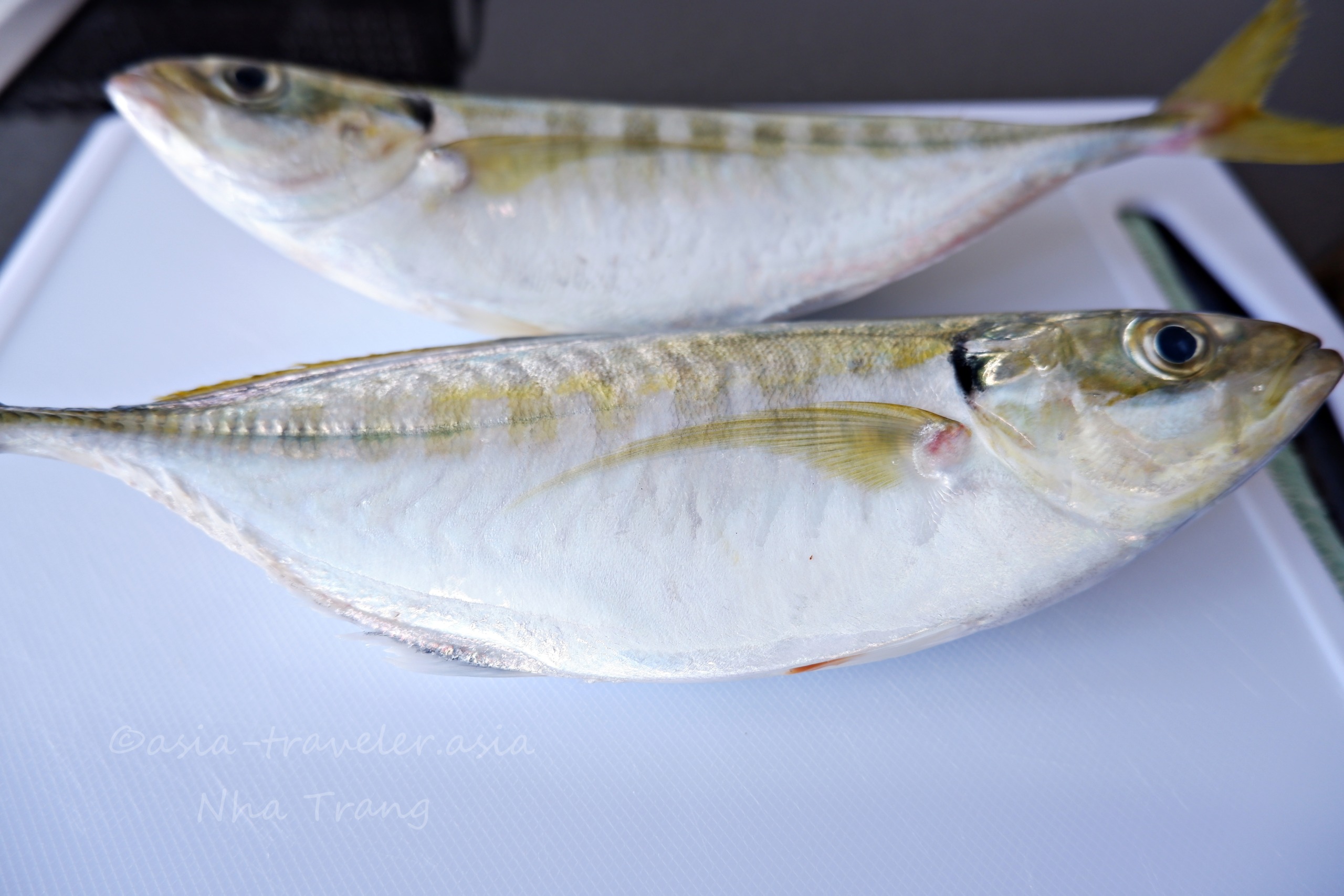 ニャチャン・ソムモイ市場で購入した新鮮な鯵2尾