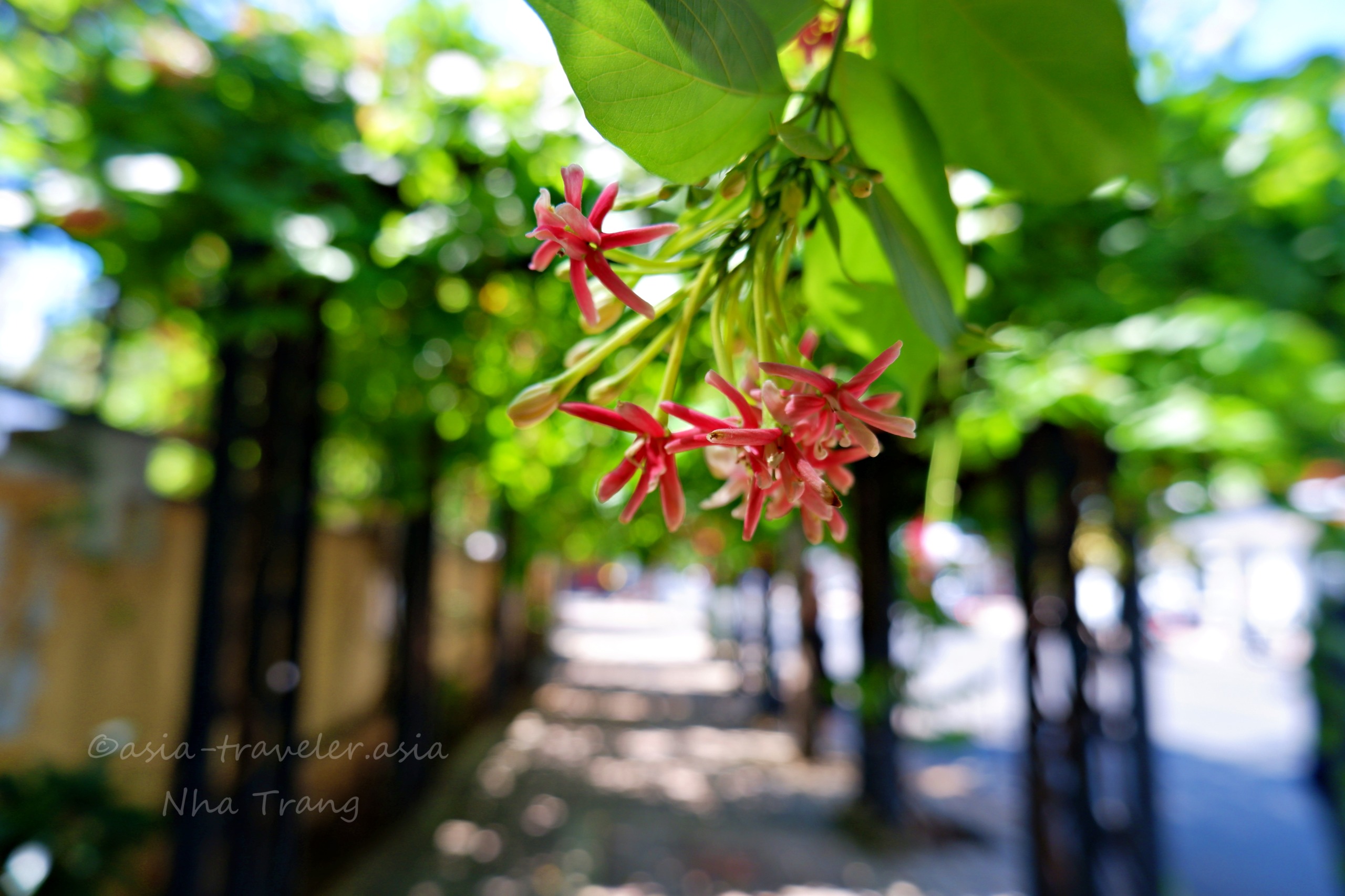 ニャチャンの路地に咲く赤いトロピカルフラワー
