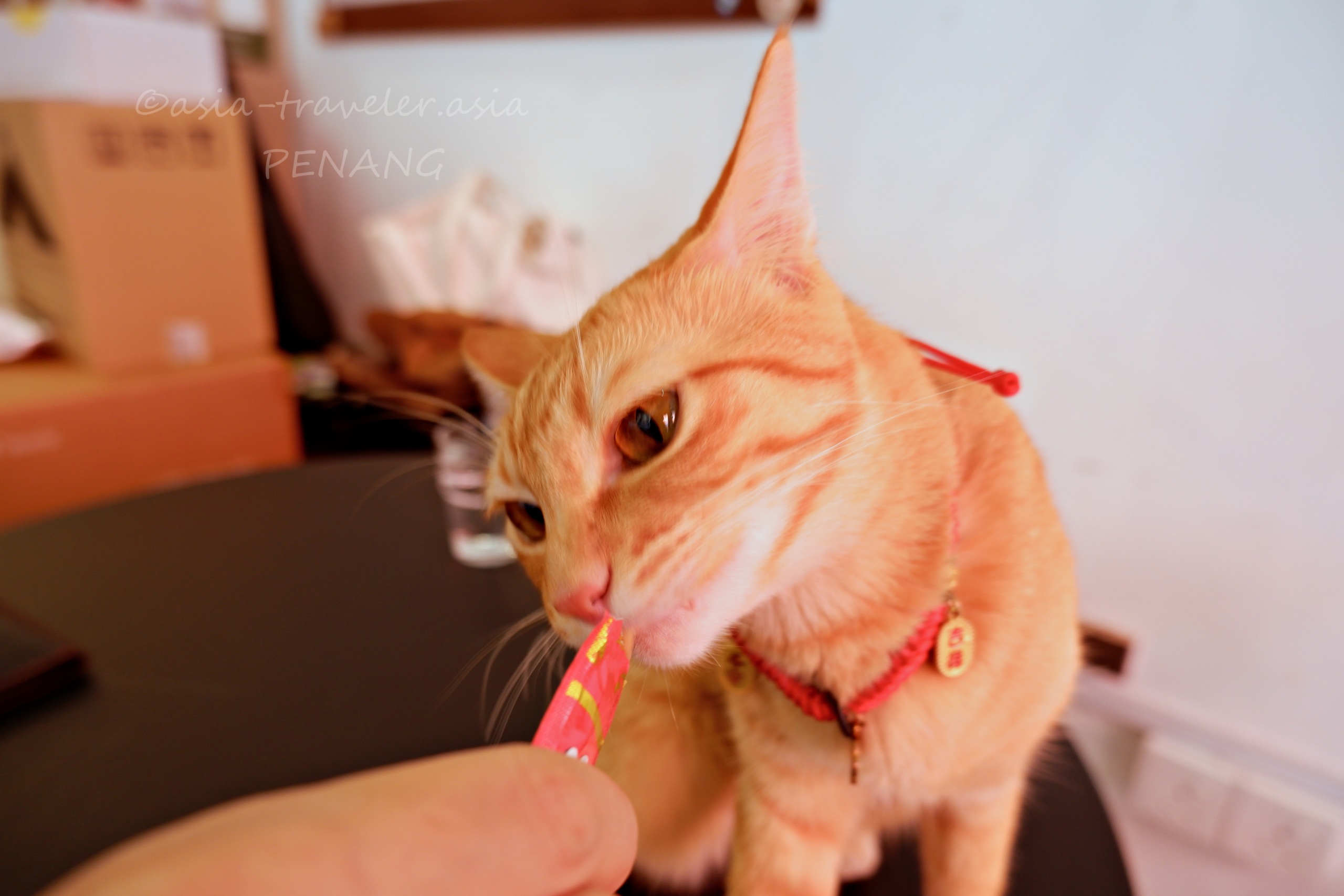 ペナン島カフェの看板猫Dollarがちゅーるに近づく瞬間