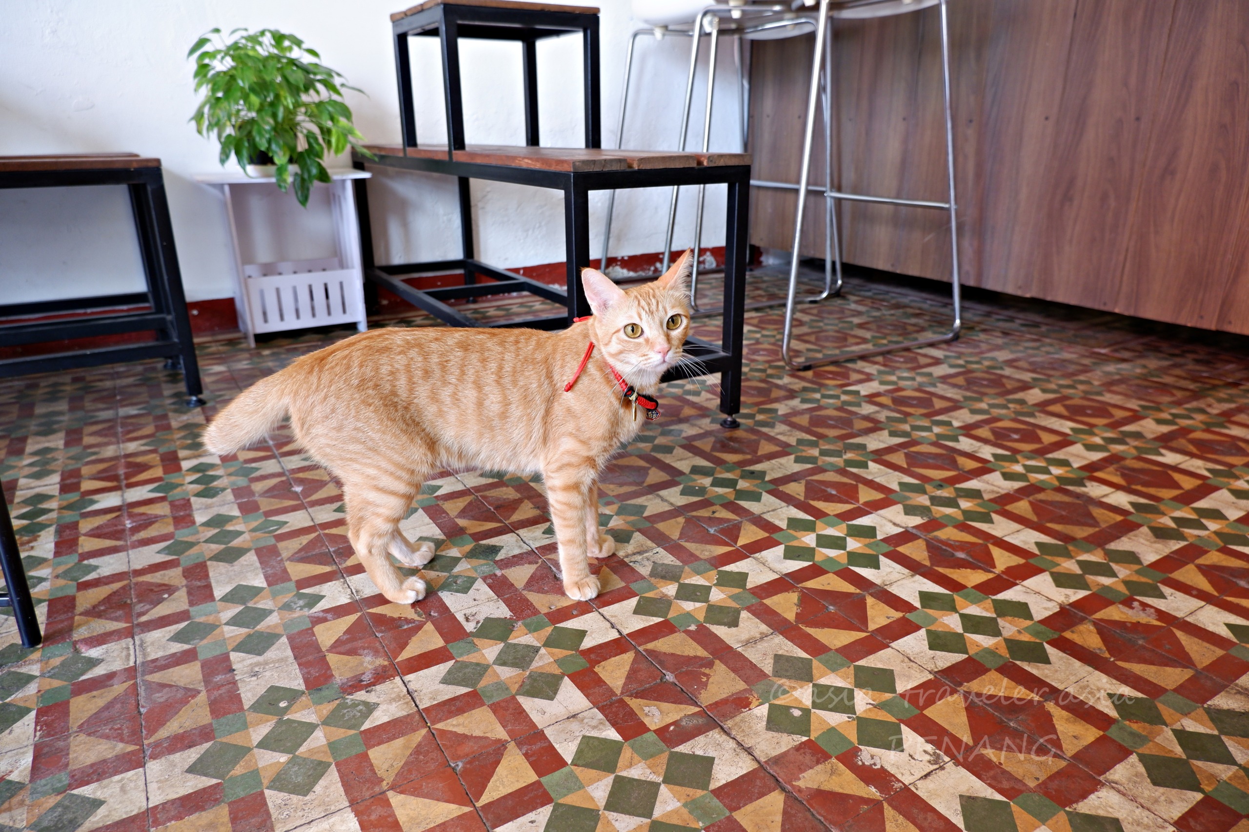 ジョージタウンのカフェ看板猫Dollarがレトロタイル床に立つ姿