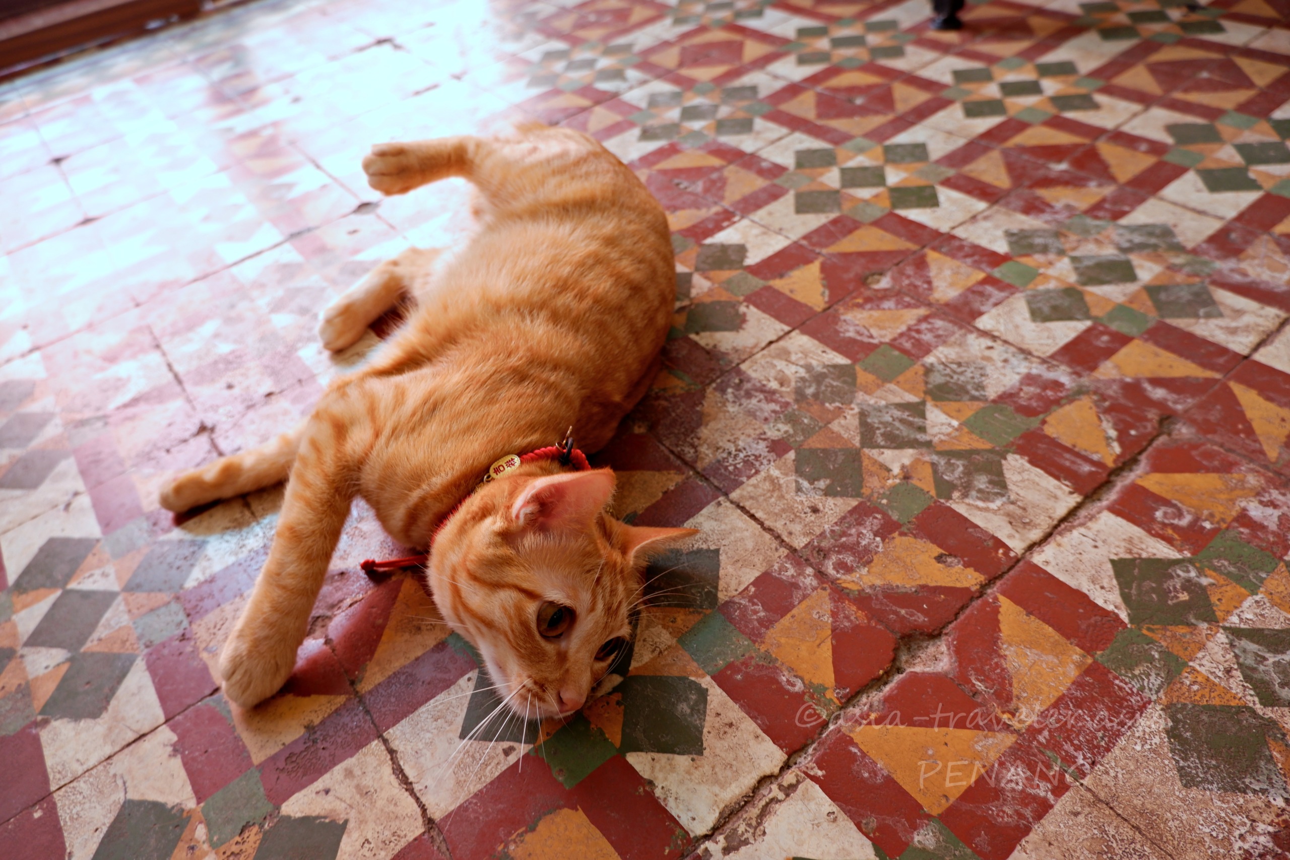 ペナン島カフェの看板猫Dollarがタイルの床でくつろぐ姿