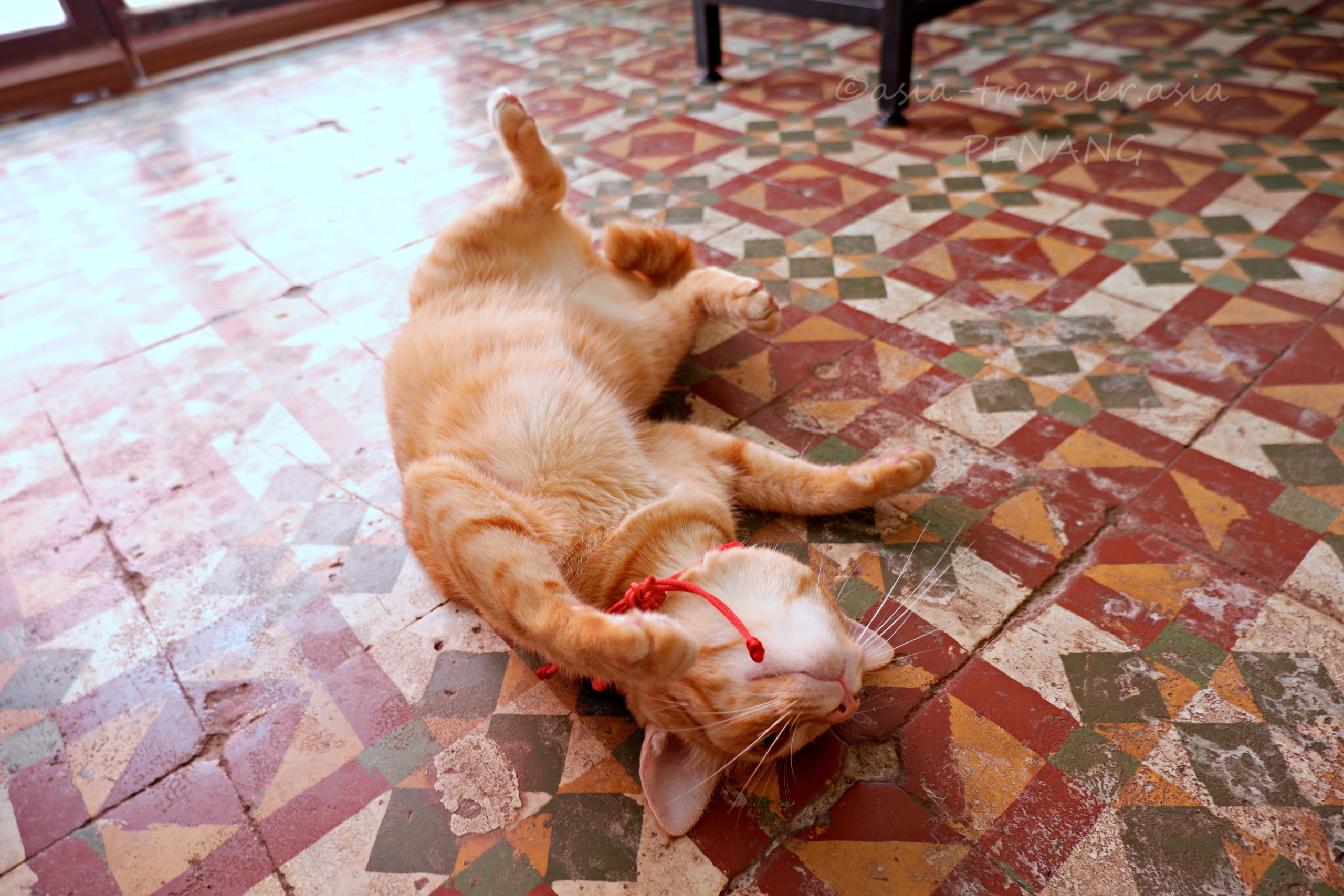 ペナン島カフェの看板猫Dollarがタイル床でくつろぐ姿