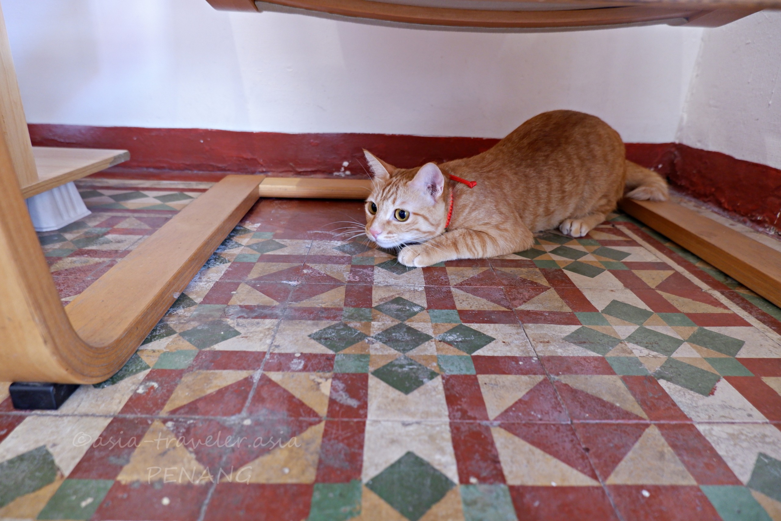 ペナン島カフェの看板猫Dollarがタイルの床でくつろぐ様子