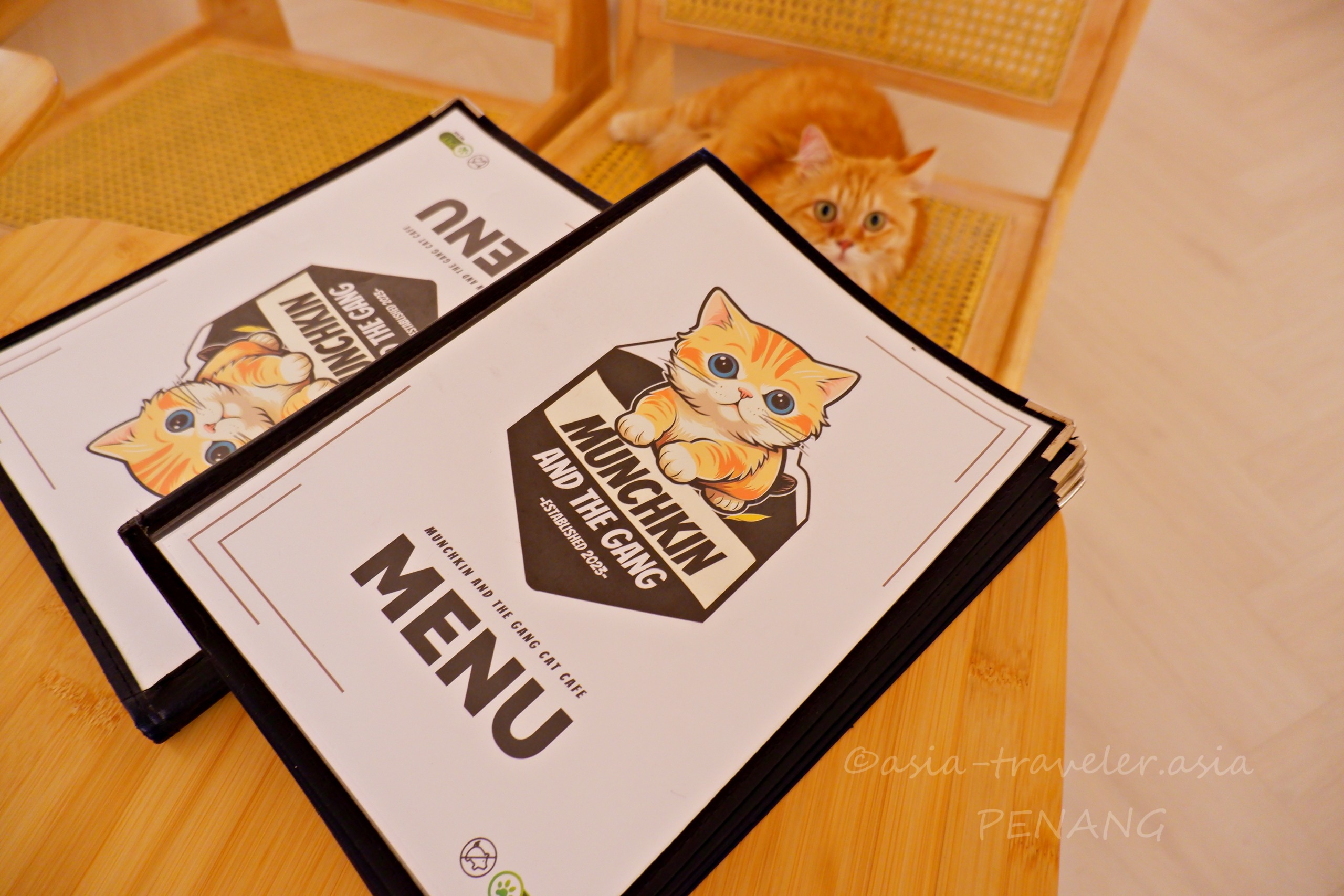 ペナン島 猫カフェ マンチカン