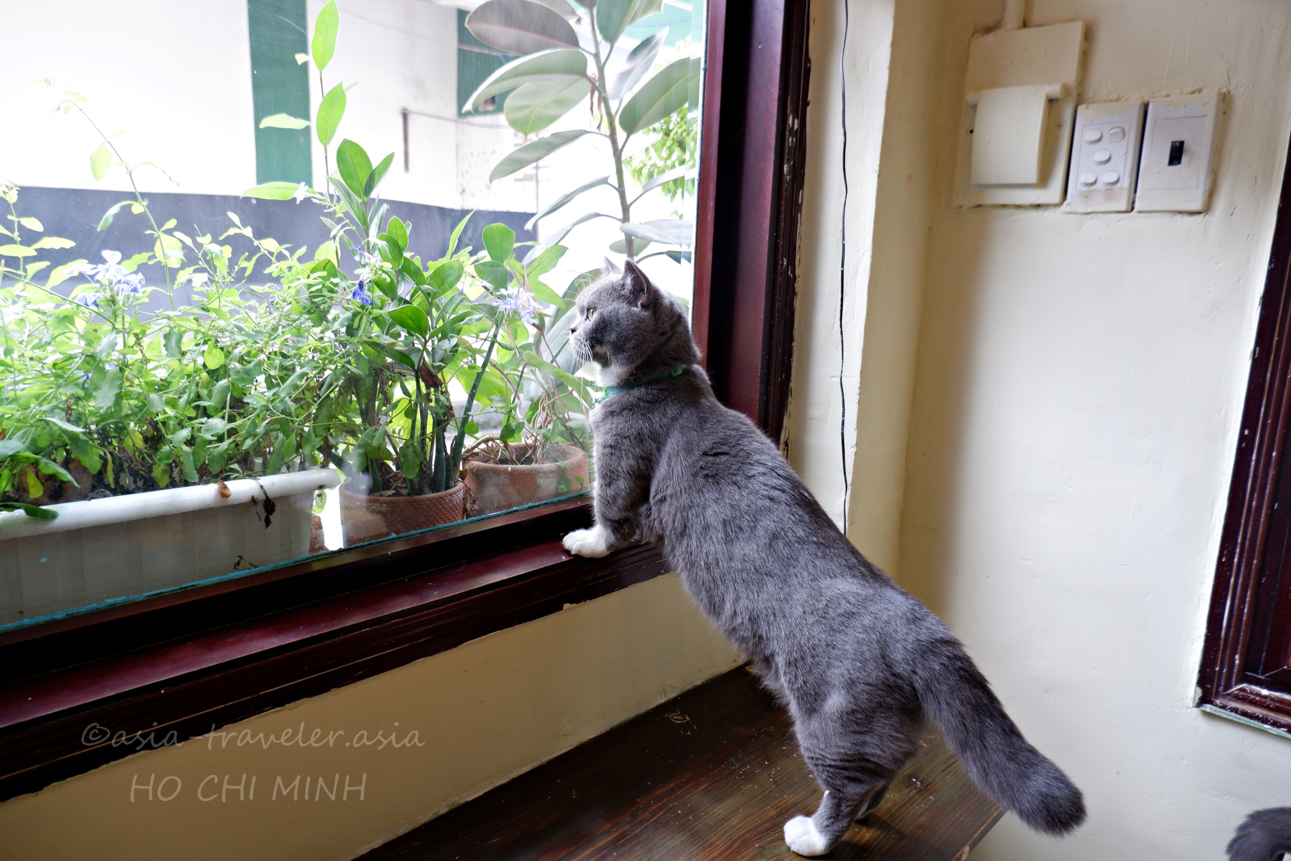 Bittersweet Cafeの窓際で外を眺めるグレー猫クッキー