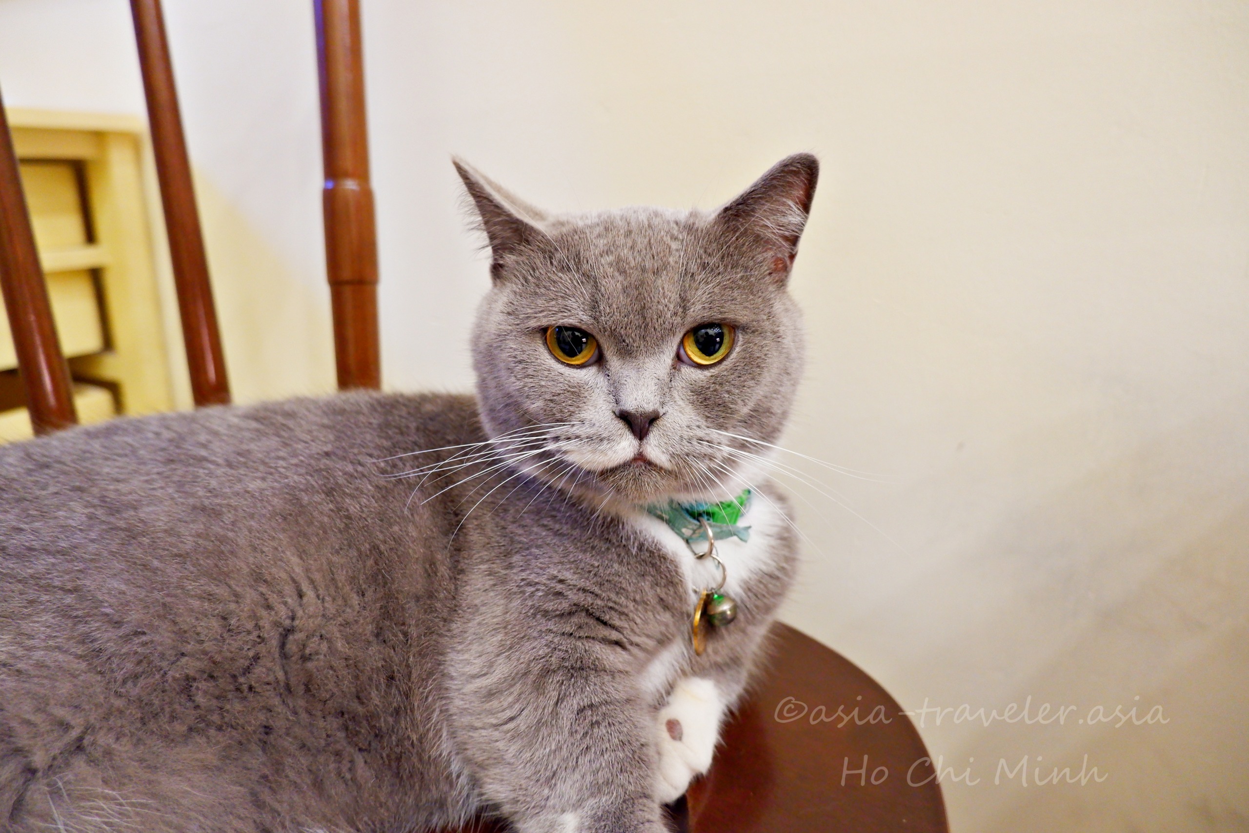 Bittersweet Cafeの看板猫グレー猫「ボン」がカメラ目線でくつろぐ姿