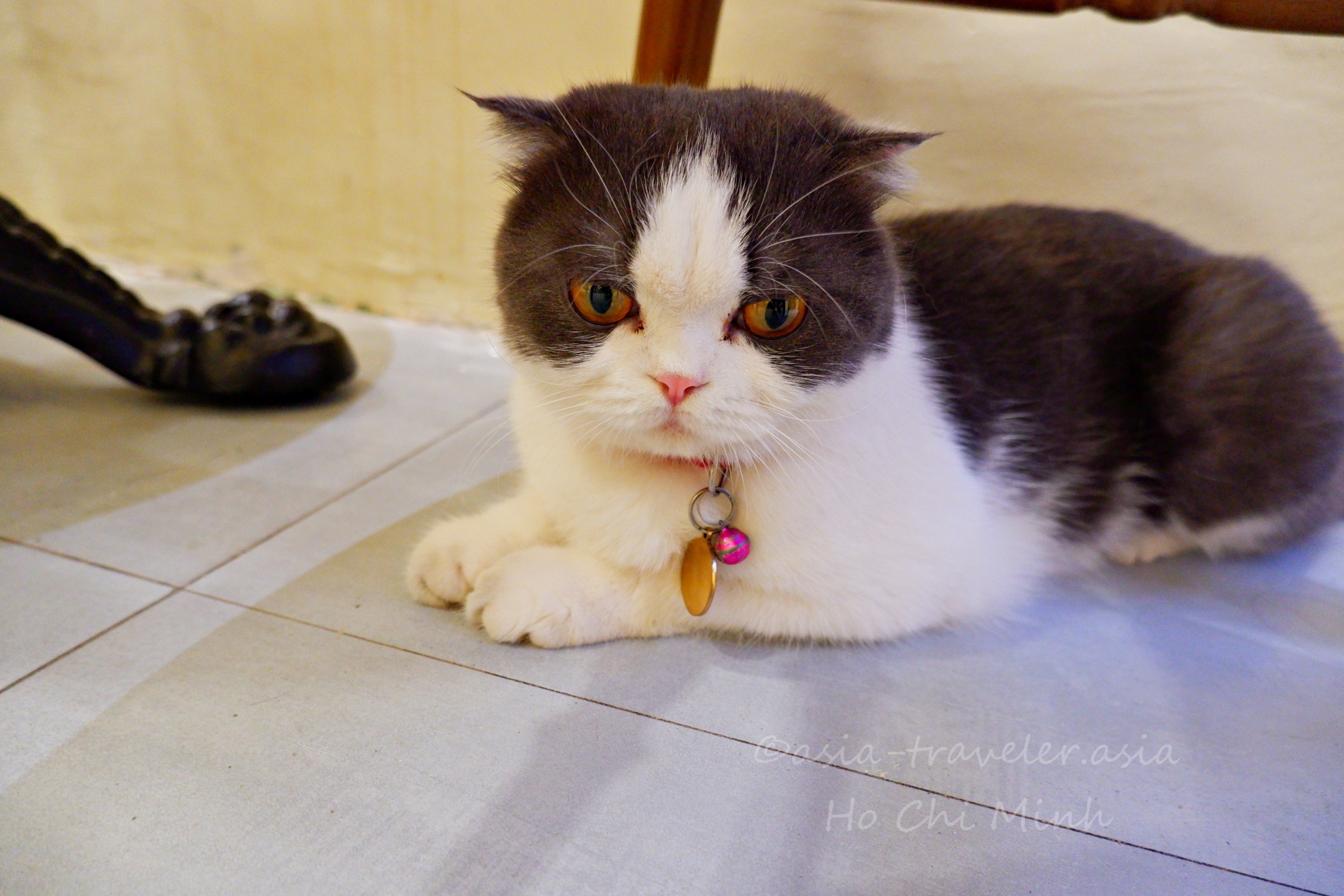 ホーチミンのBittersweet Cafeの看板猫ボン