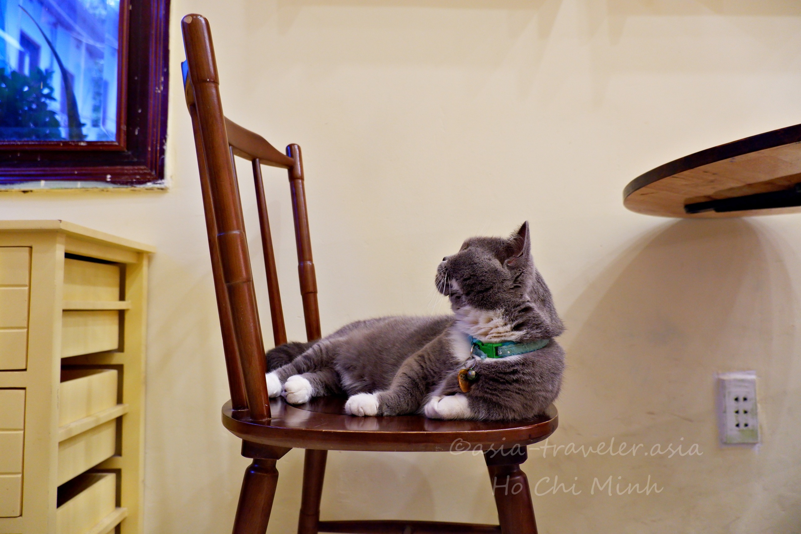 ホーチミンのBittersweet Cafeで椅子に座るグレー猫ボン