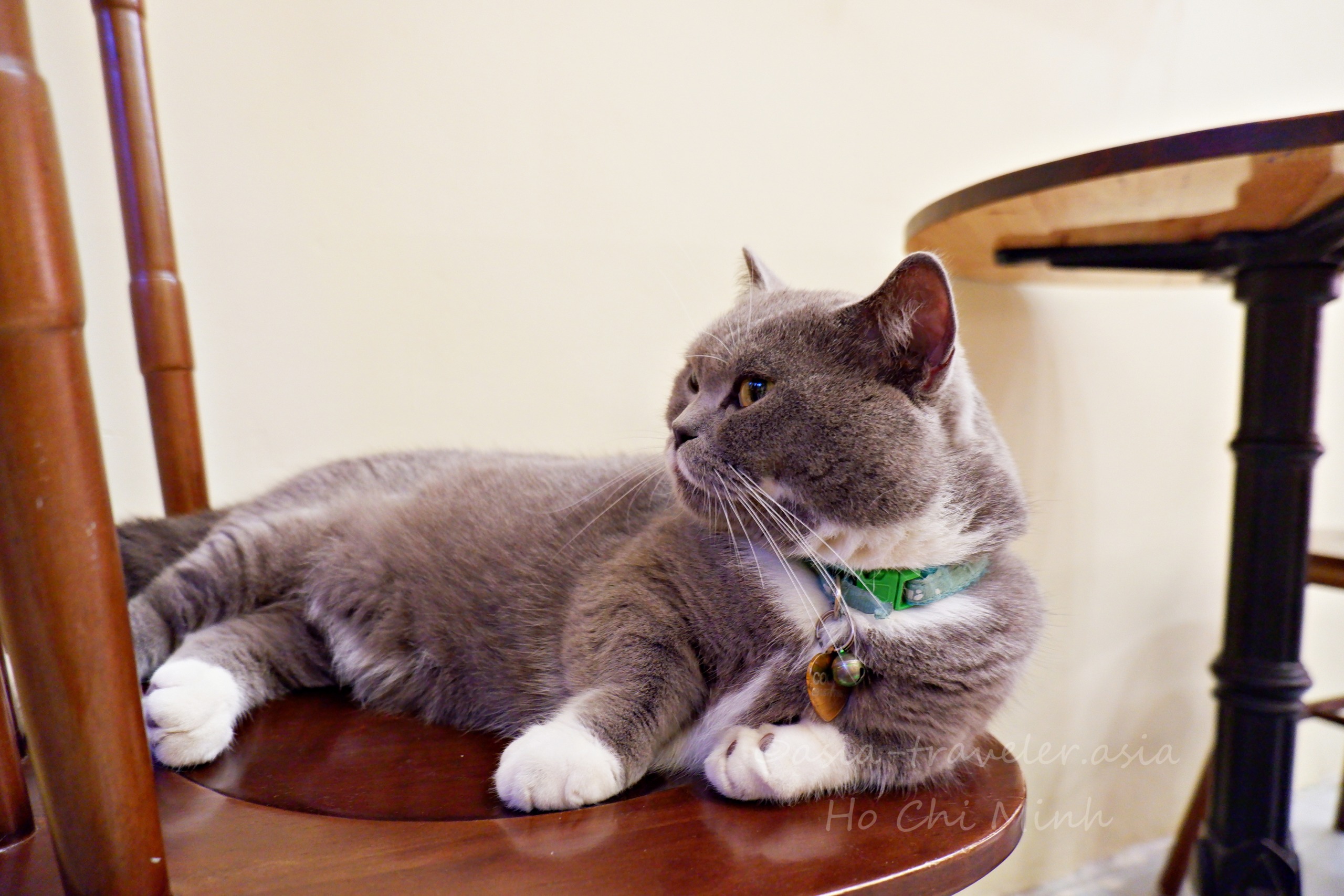 ホーチミンBittersweet Cafeの看板猫ボンが椅子でくつろぐ様子