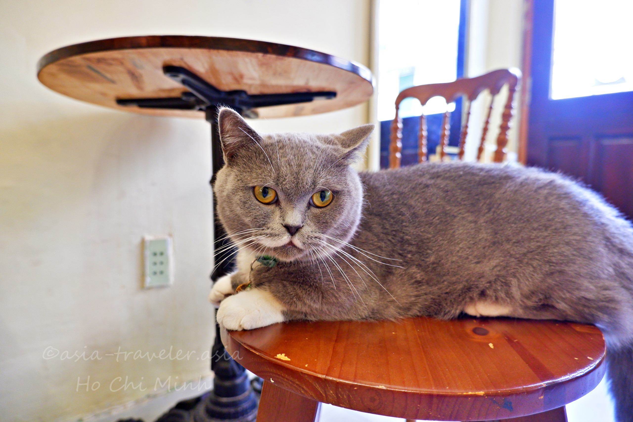 ホーチミンのBittersweet Cafeでくつろぐグレーの猫「ボン」