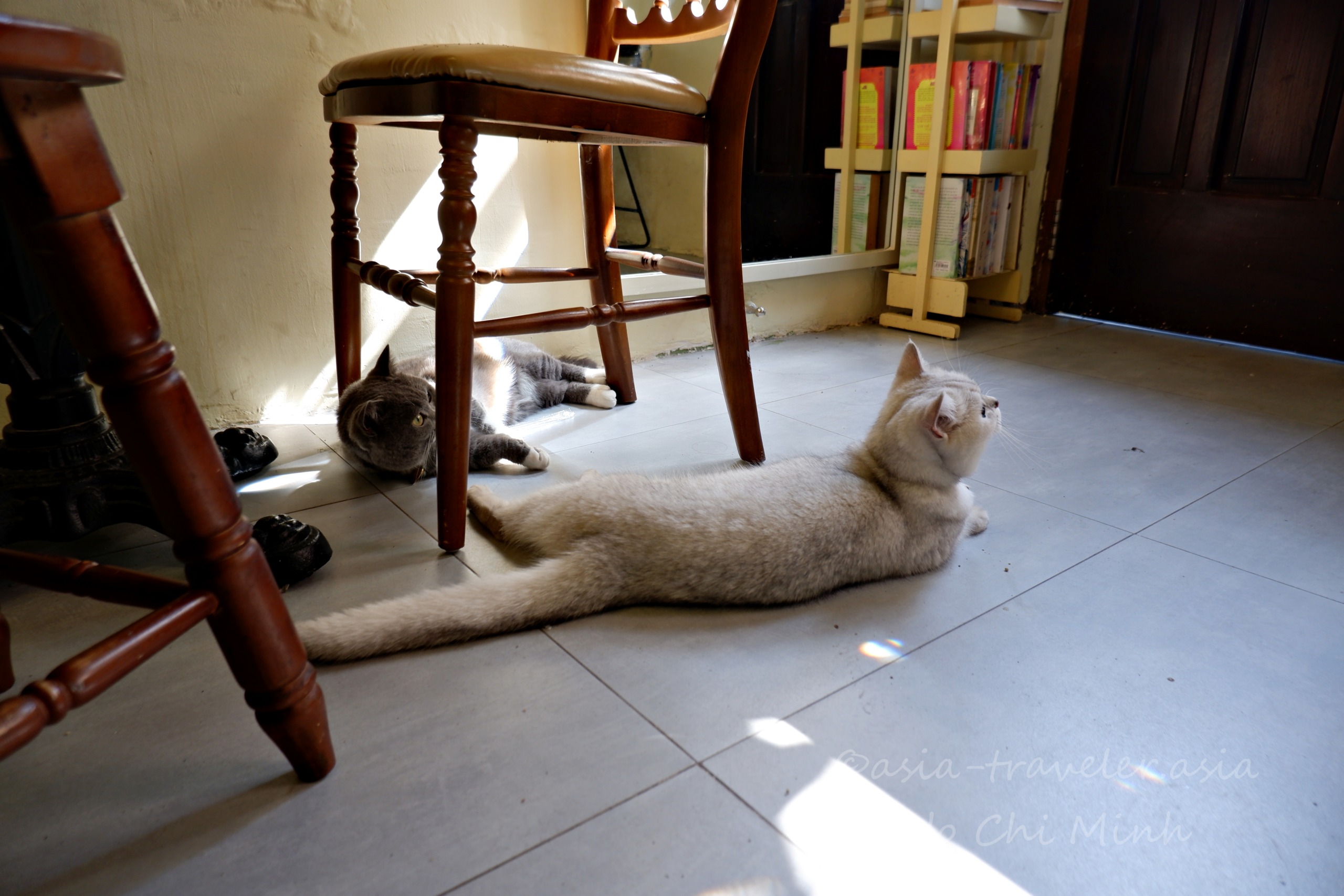 ホーチミンのBittersweetカフェで寛ぐ看板猫2匹