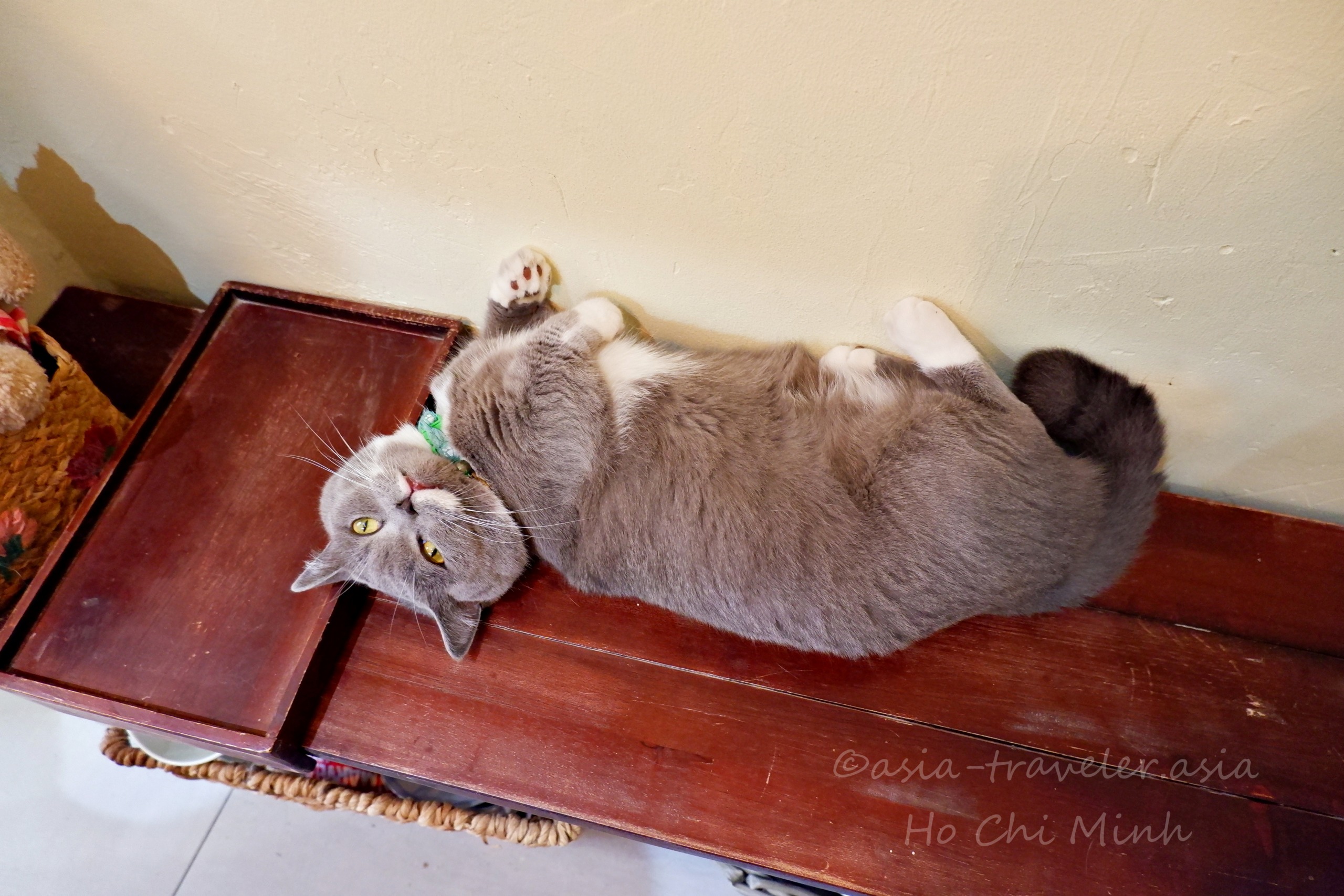 Bittersweet Cafeの木製ベンチで仰向けに寛ぐグレーの看板猫