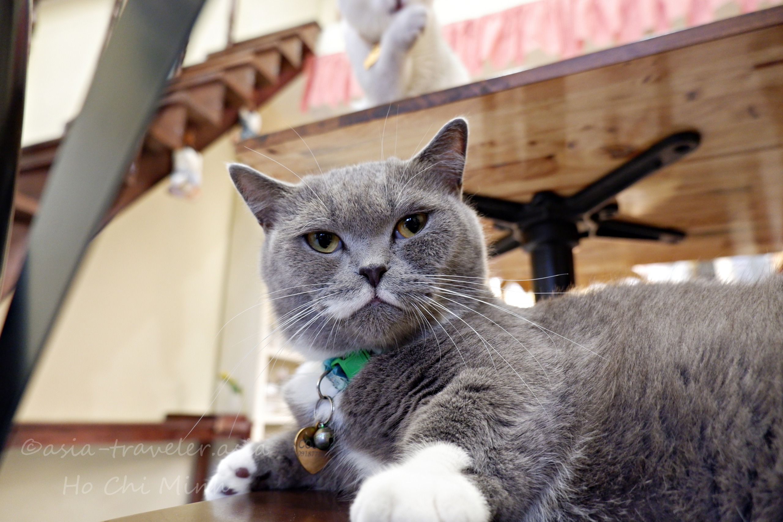 グレーの猫「ボン」がBittersweet Cafeでくつろぐ姿