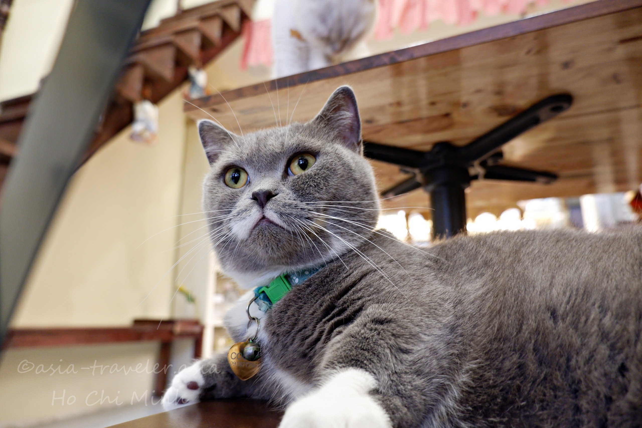 ホーチミンのBittersweet Cafeでくつろぐグレーの猫