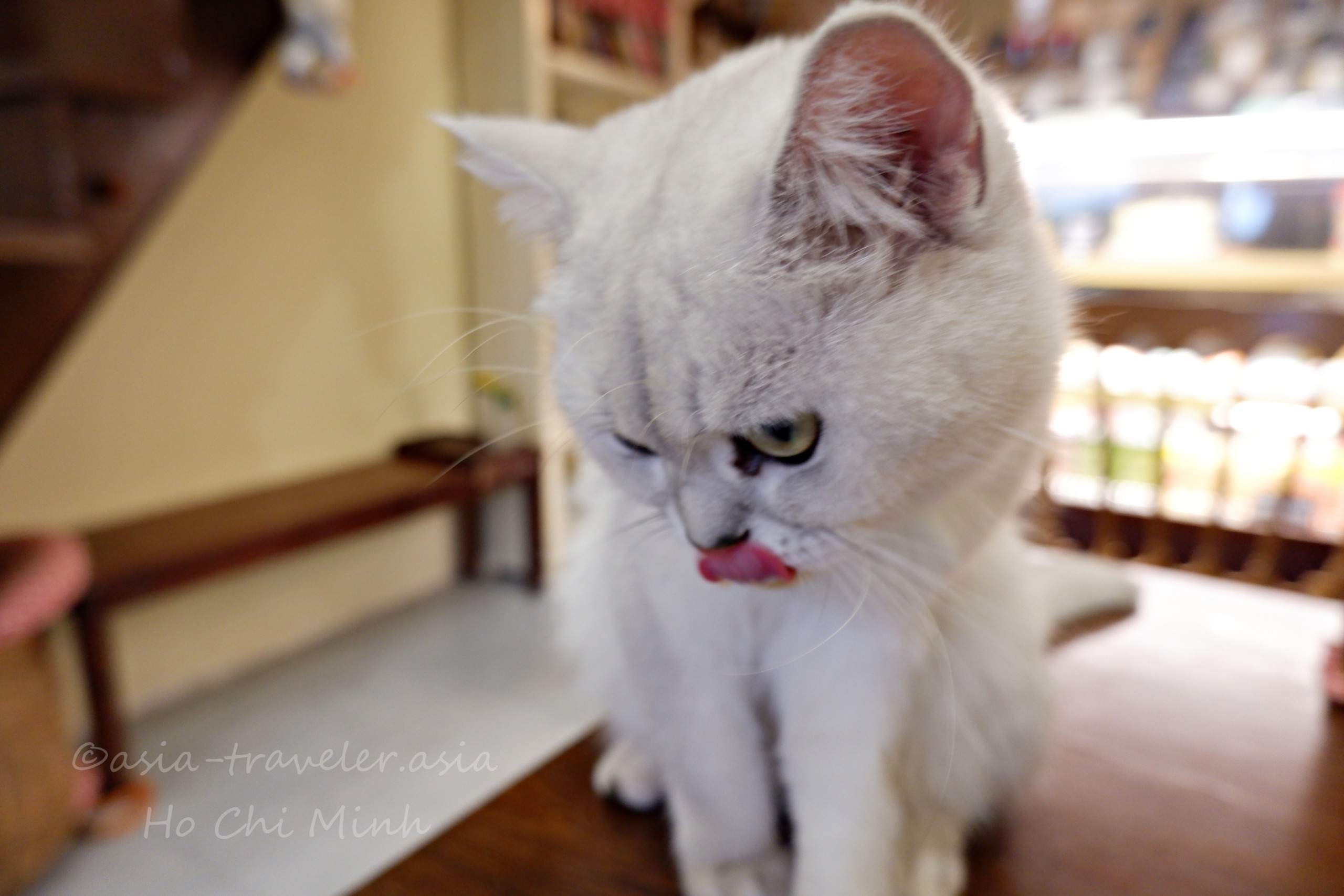 ホーチミンのBittersweet Caféで舌を出す白猫ラテちゃん