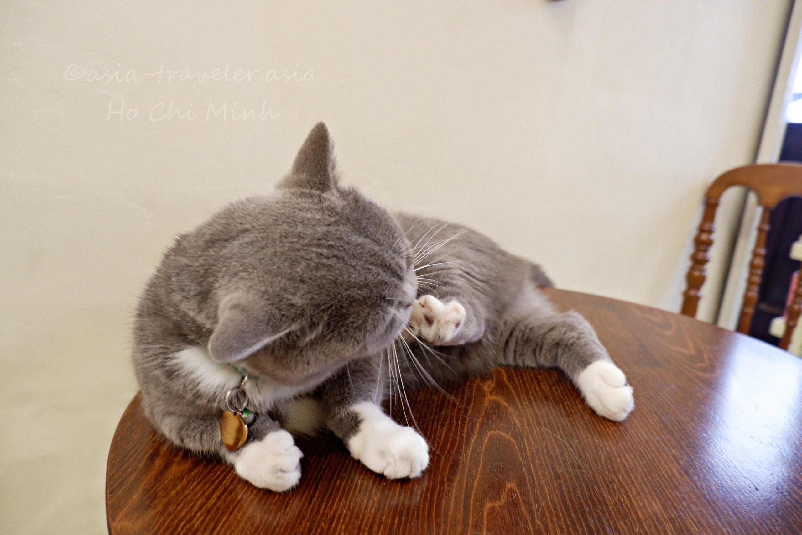 ホーチミンのBittersweet Cafeでテーブルの上で毛づくろいするグレー猫クッキー
