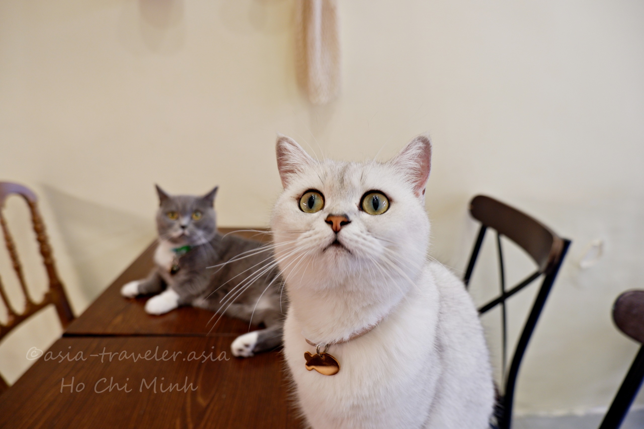 ホーチミンBittersweet Cafeの白猫ラテちゃんと灰色猫のツーショット