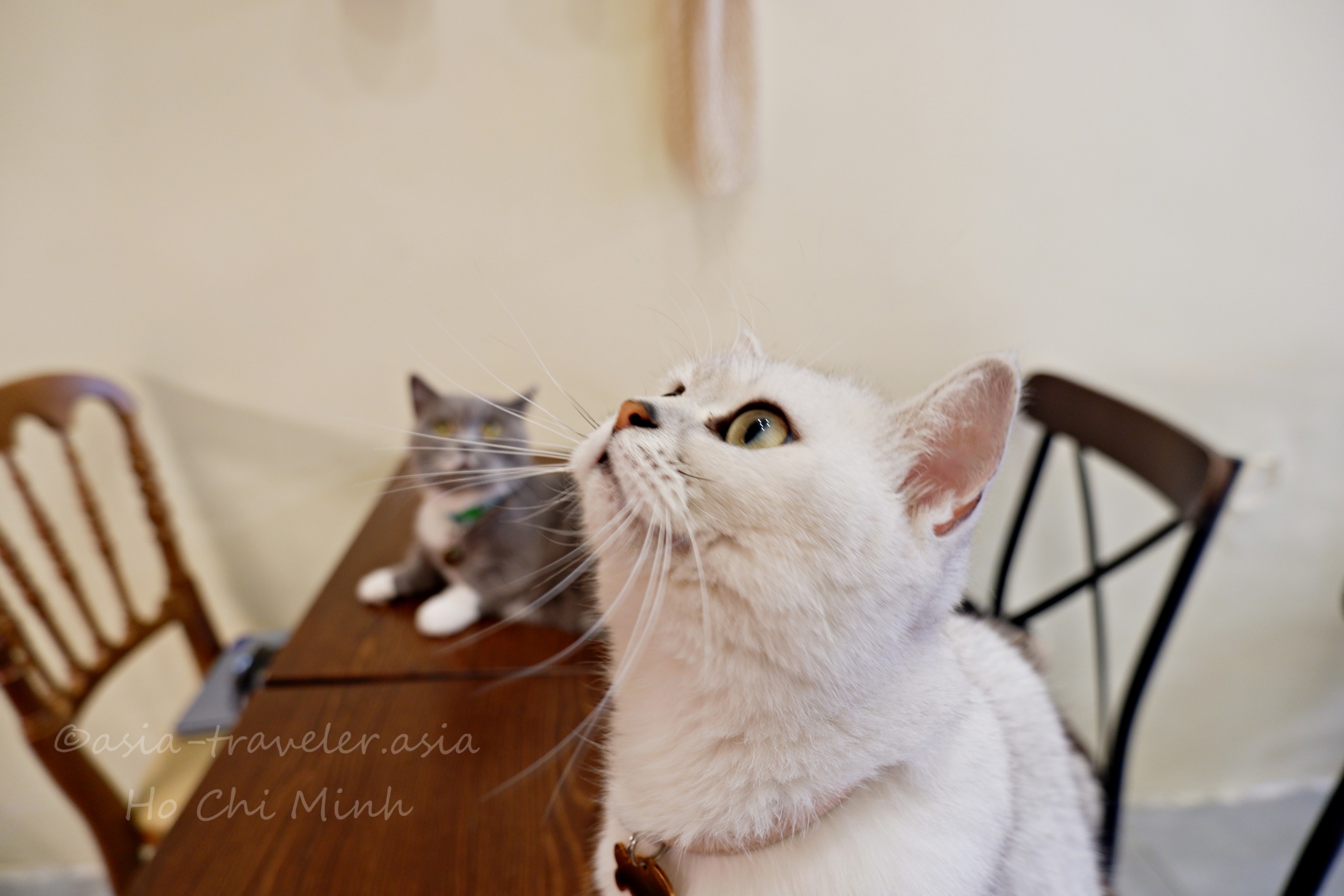 ホーチミン・Bittersweet Cafeの白猫ラテちゃんが上を見上げる姿