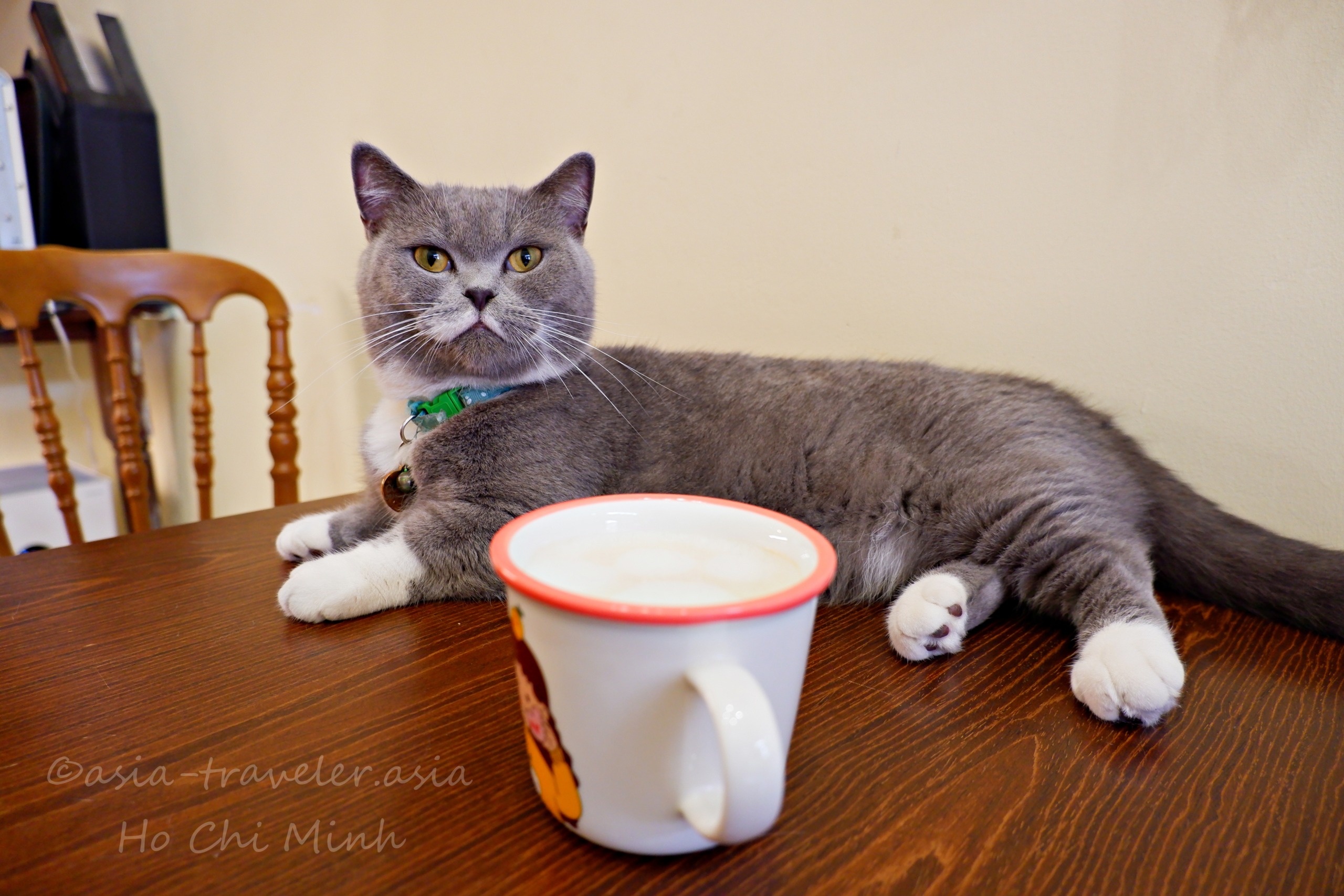 ホーチミン・Bittersweet Cafeの看板猫とラテ