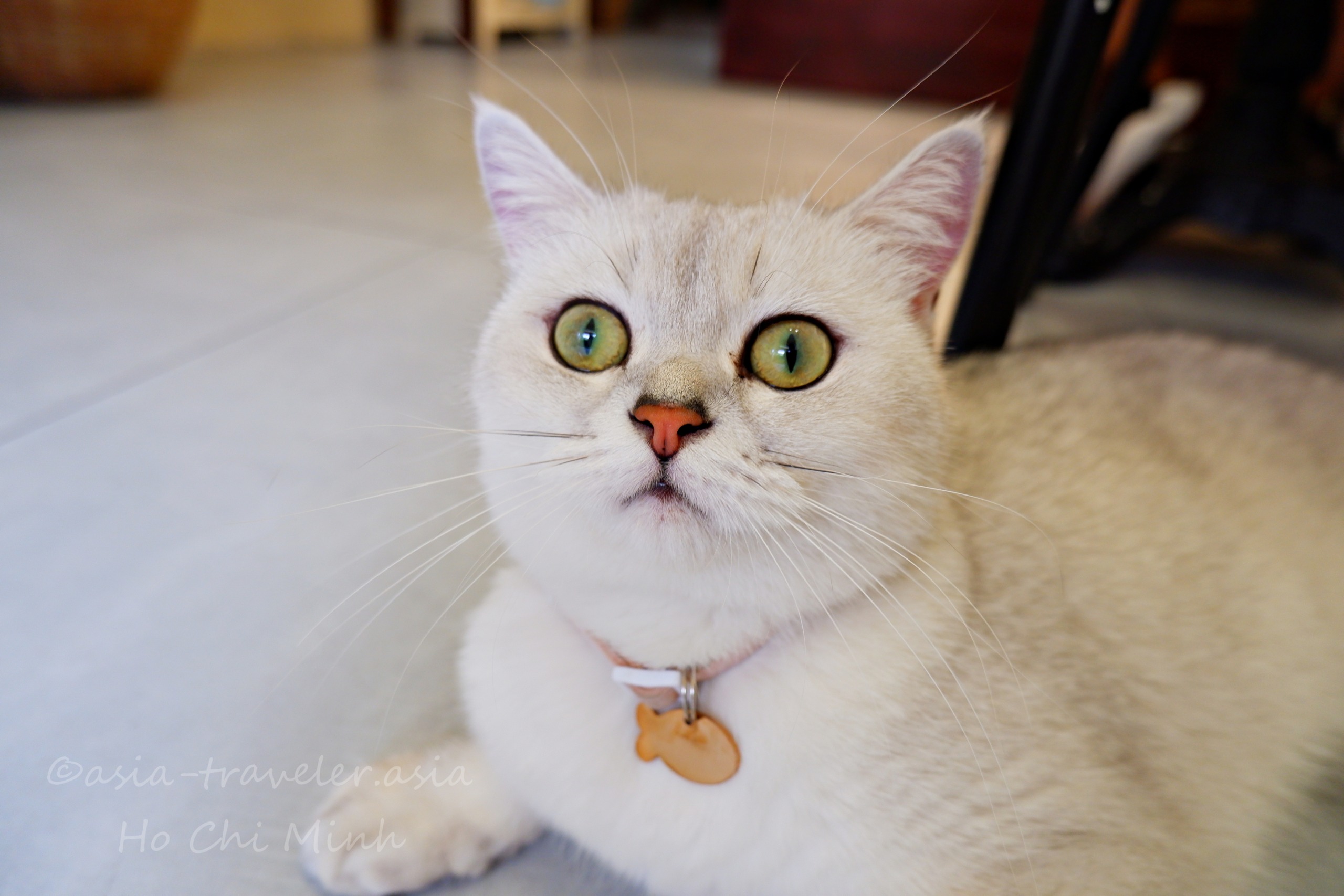 ホーチミンのBittersweetカフェの看板猫ラテちゃん