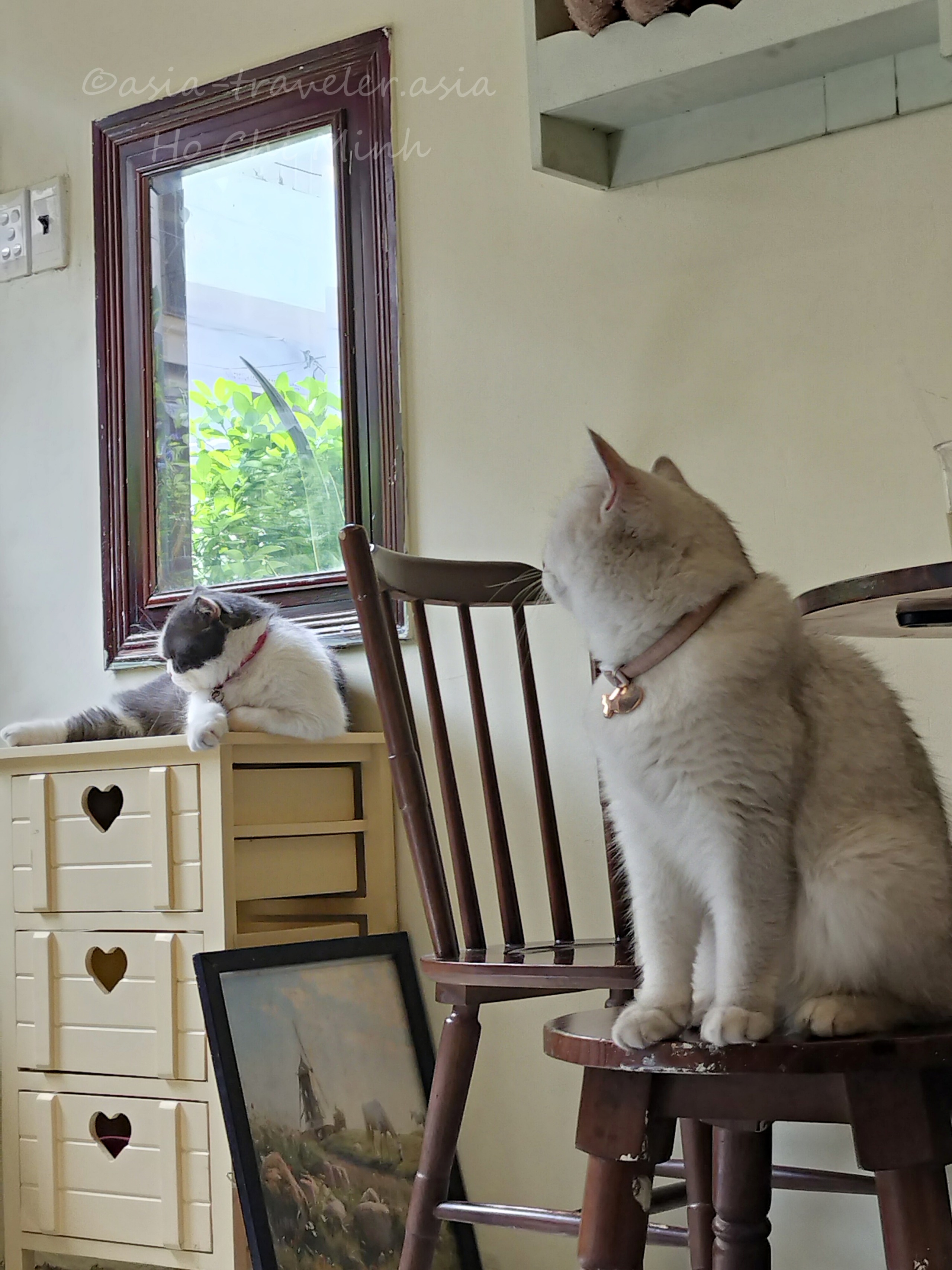 ホーチミンのBittersweet Cafeで椅子に座る白猫と窓辺でくつろぐ灰白猫