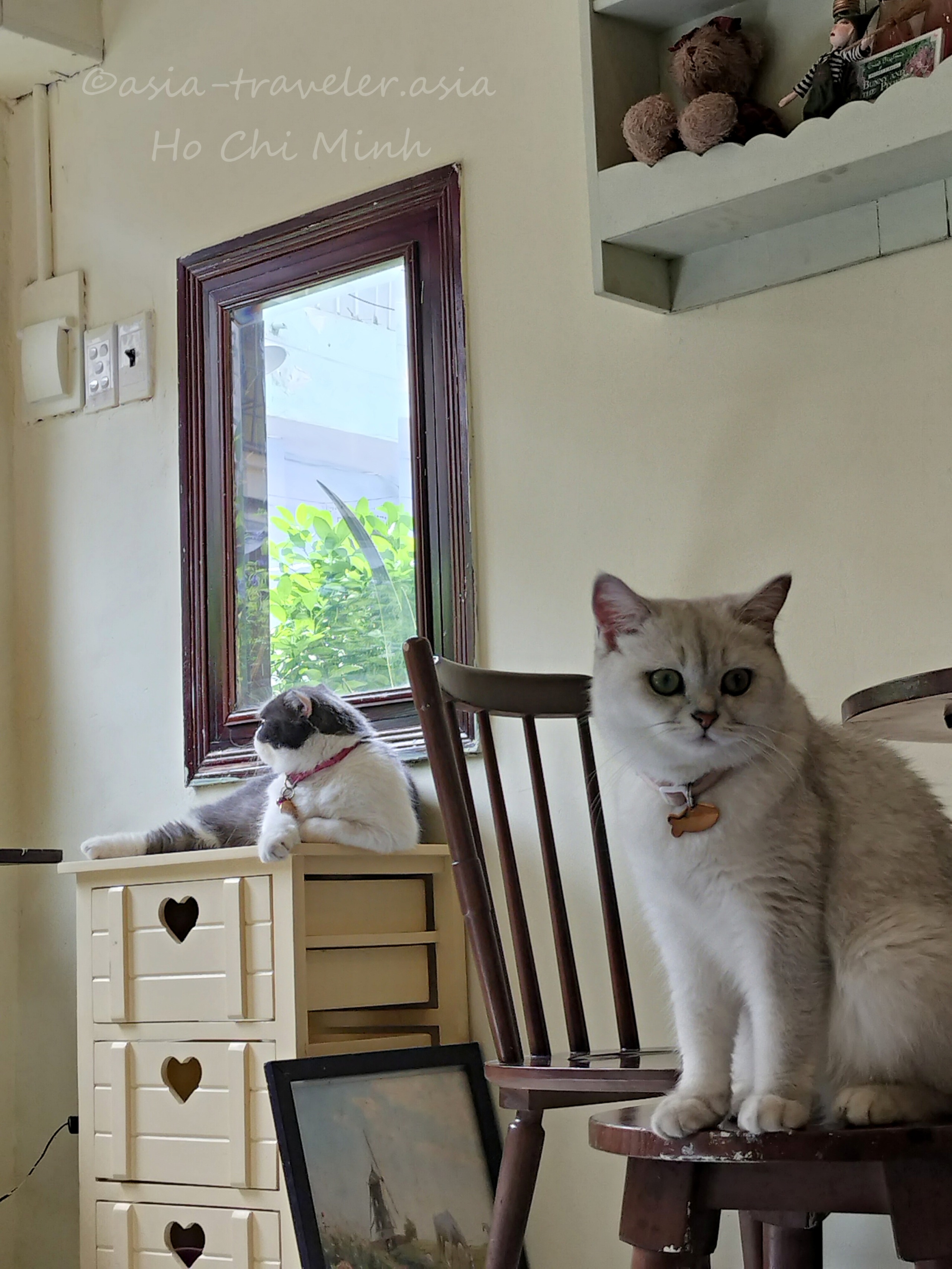 ホーチミンBittersweet Caféの看板猫2匹がくつろぐ店内