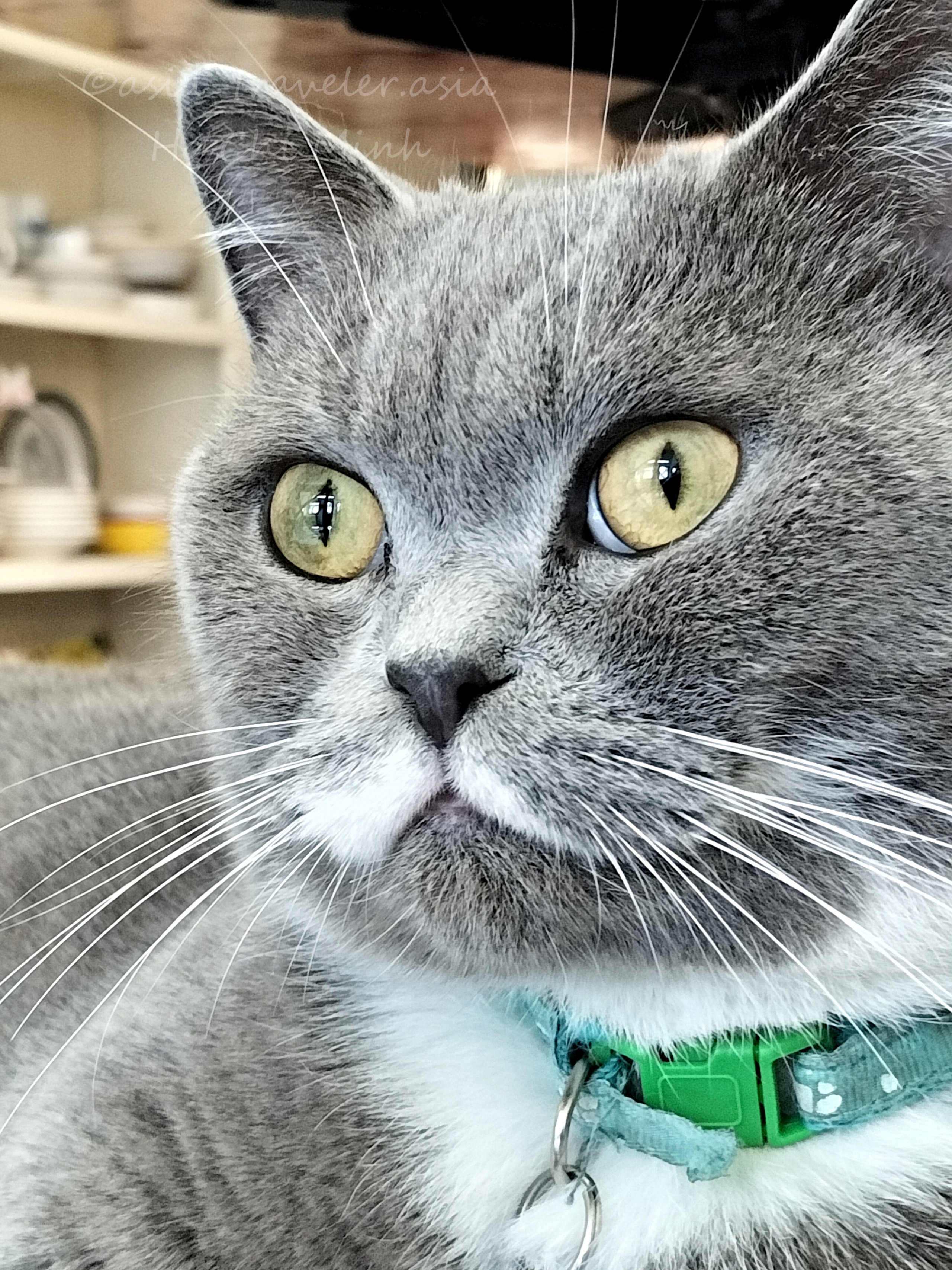 グリーンカラーの首輪をつけたグレー猫クッキーのアップ