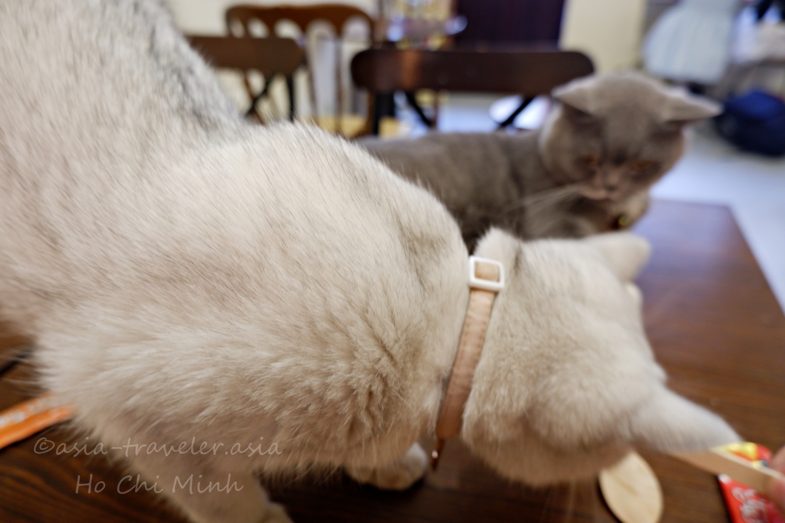 ホーチミンのBittersweetカフェでくつろぐ2匹の看板猫