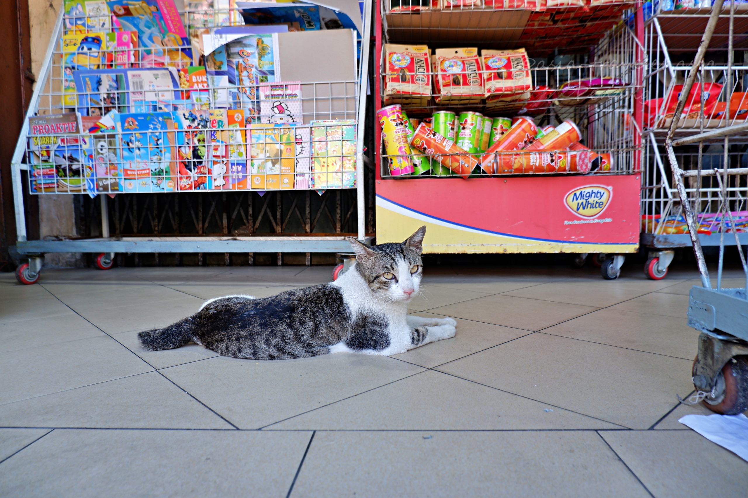 ジェルトン朝市の店内でくつろぐキジトラ猫