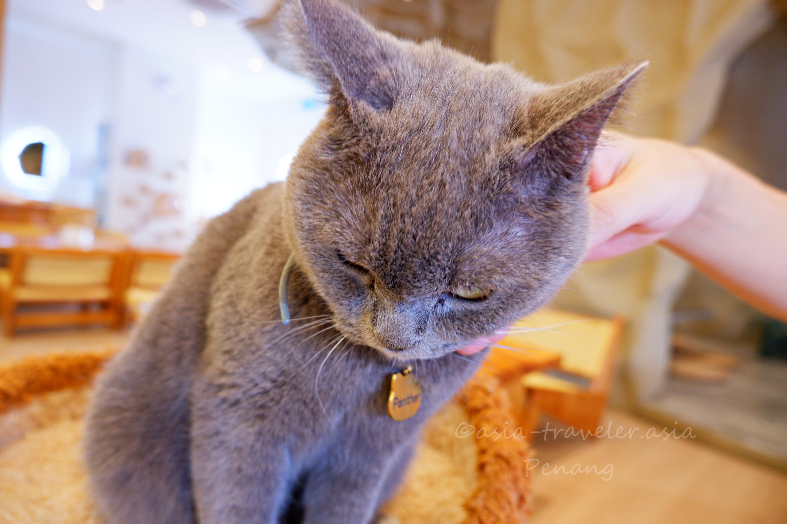 ペナン島・猫カフェ IZAWA Dessert