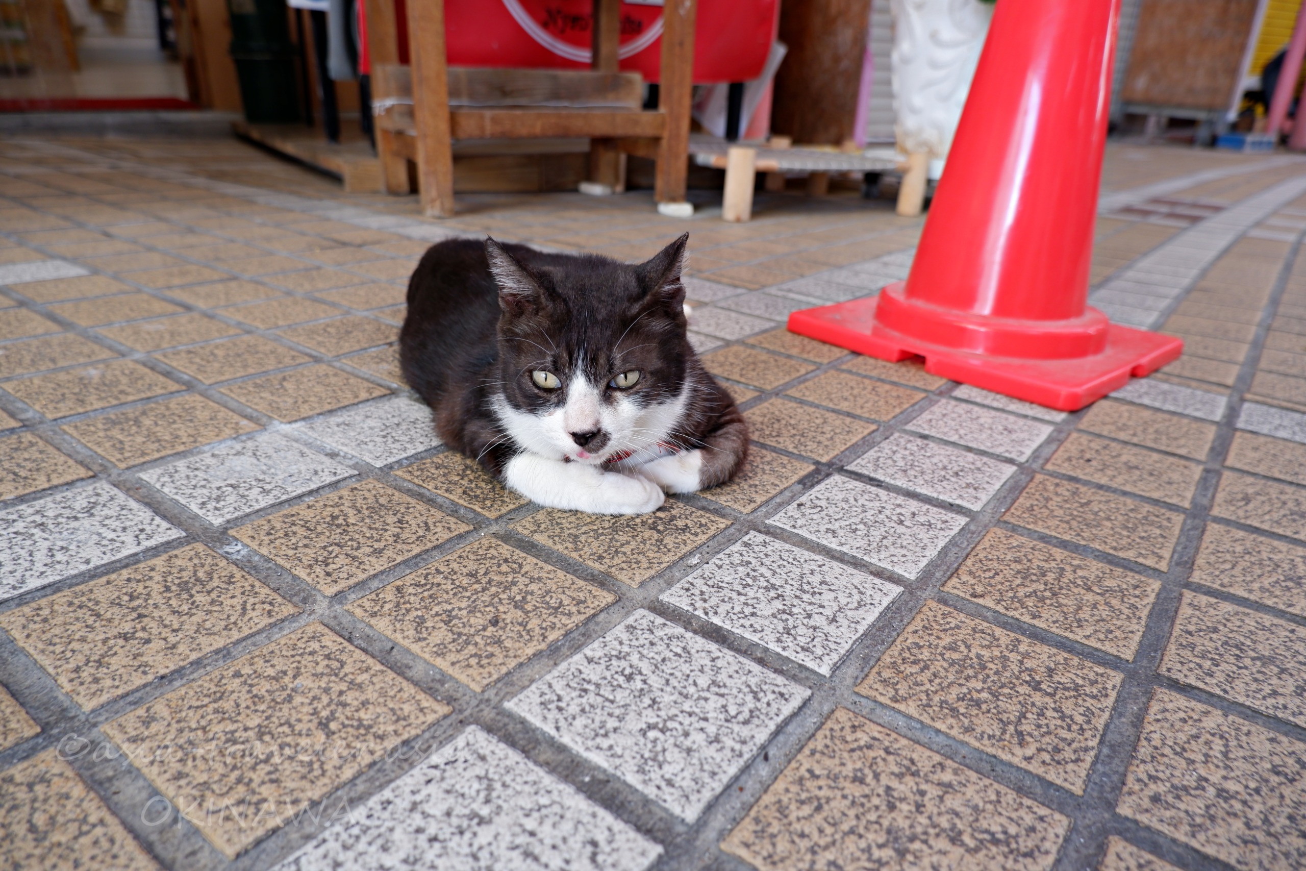 那覇・やまやの床でくつろぐ白黒猫