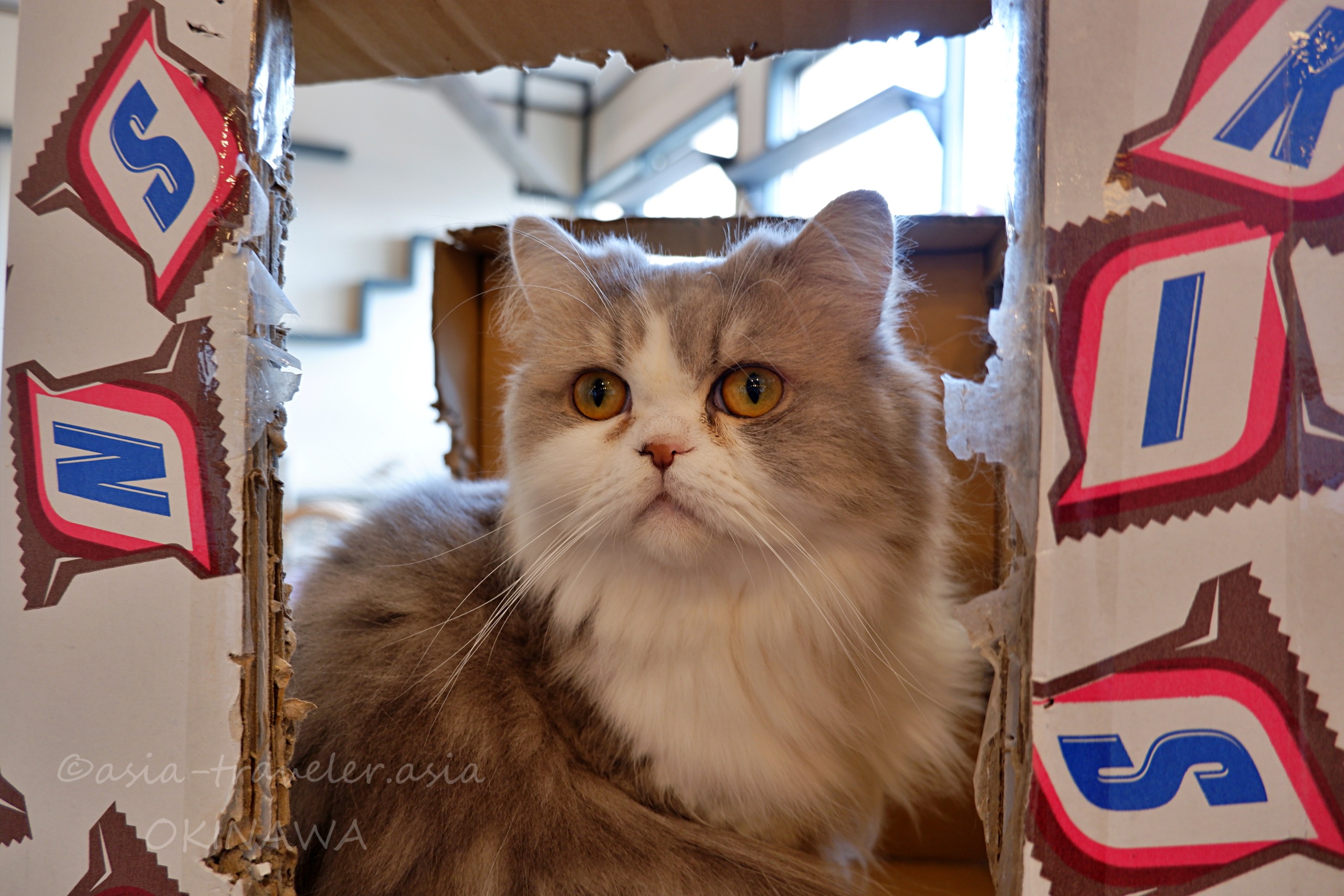 段ボール箱の中からこちらを見つめる長毛猫