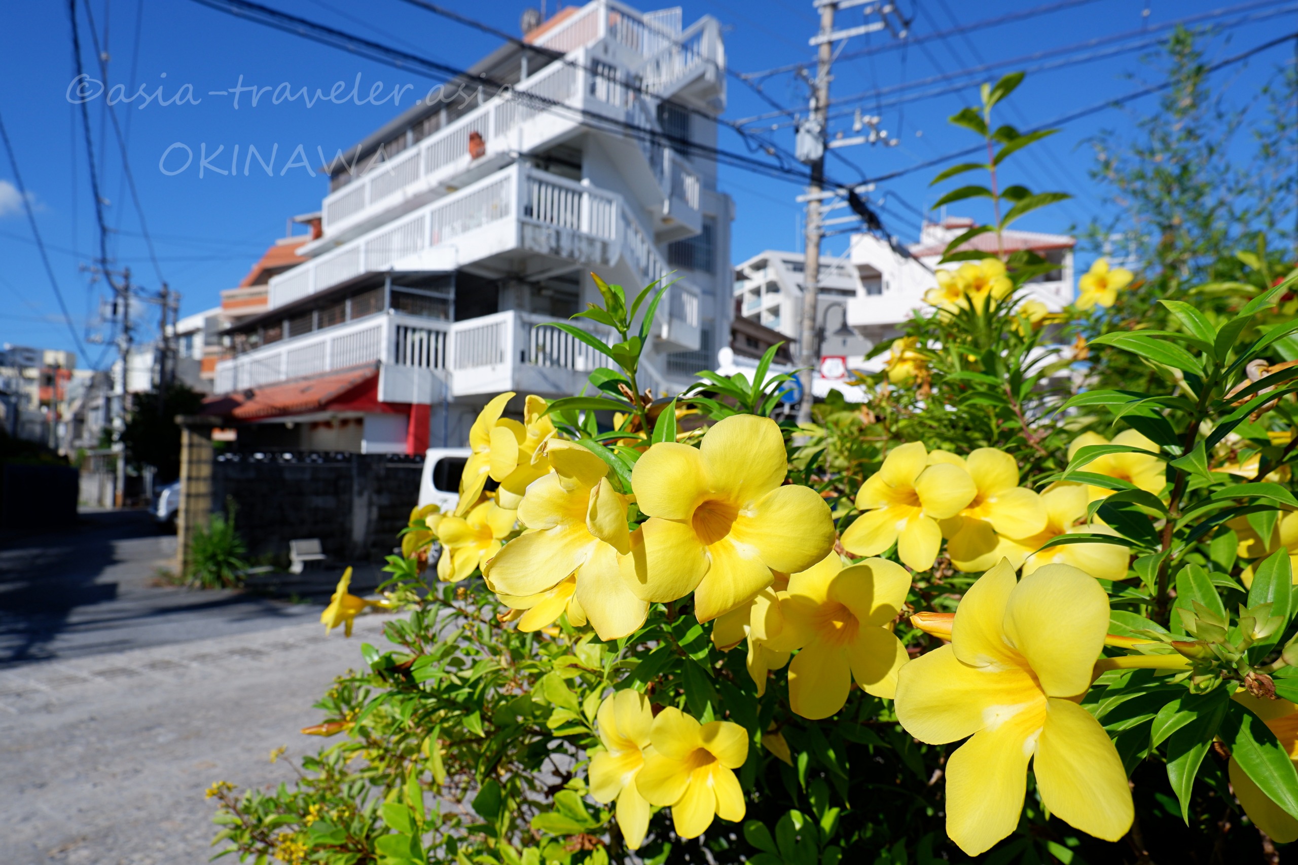 那覇・やちむん通り周辺に咲く黄色い花と街並み